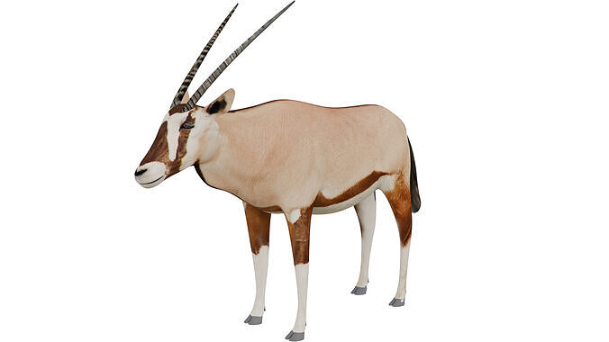 Oryx Antelope 3D model