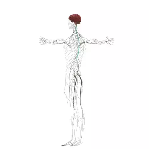 3D Model of Nervous System anatomy