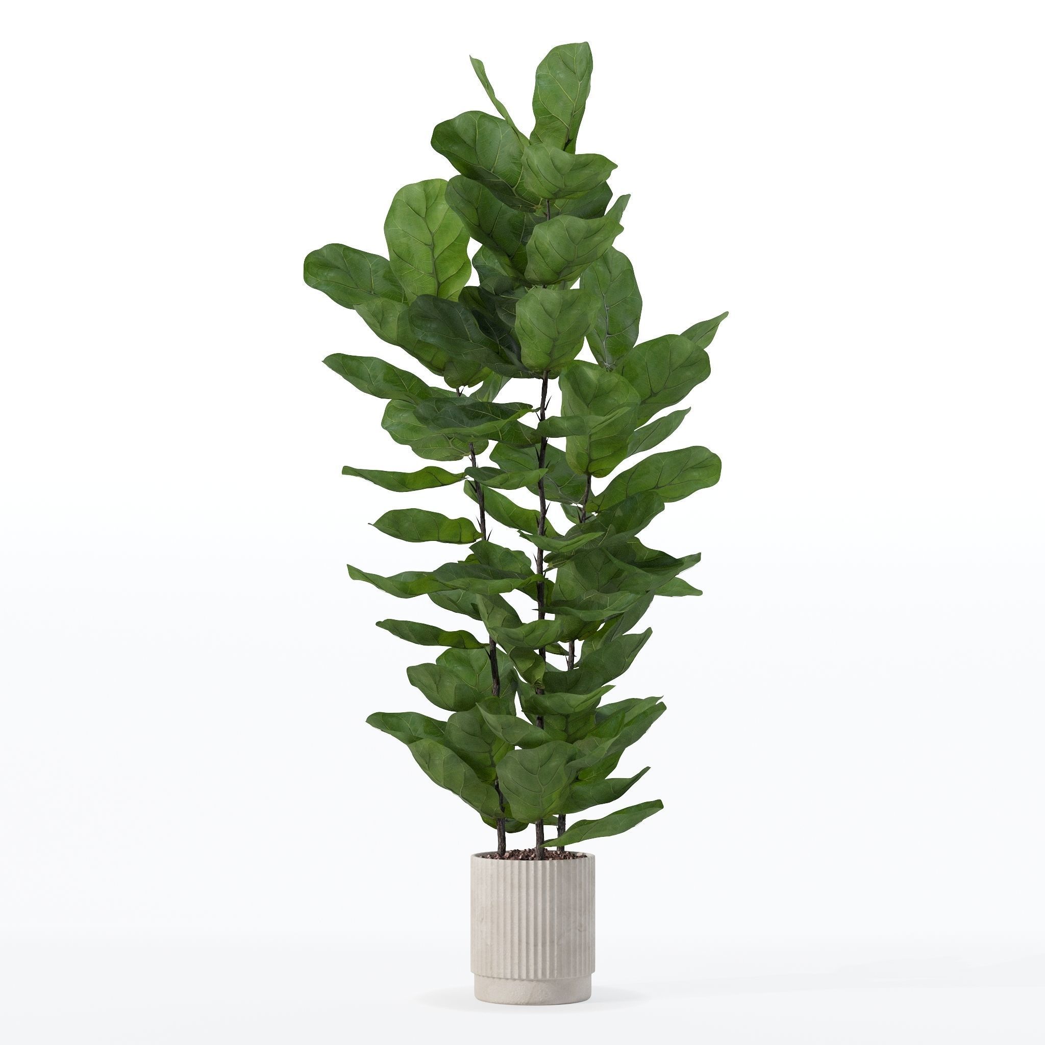 Ficus lyrata in modern flower pot 3D model_29