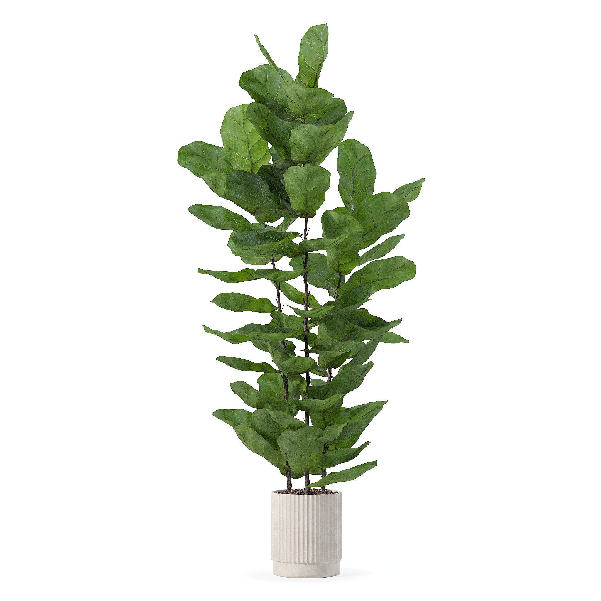 Ficus lyrata in modern flower pot 3D model_2