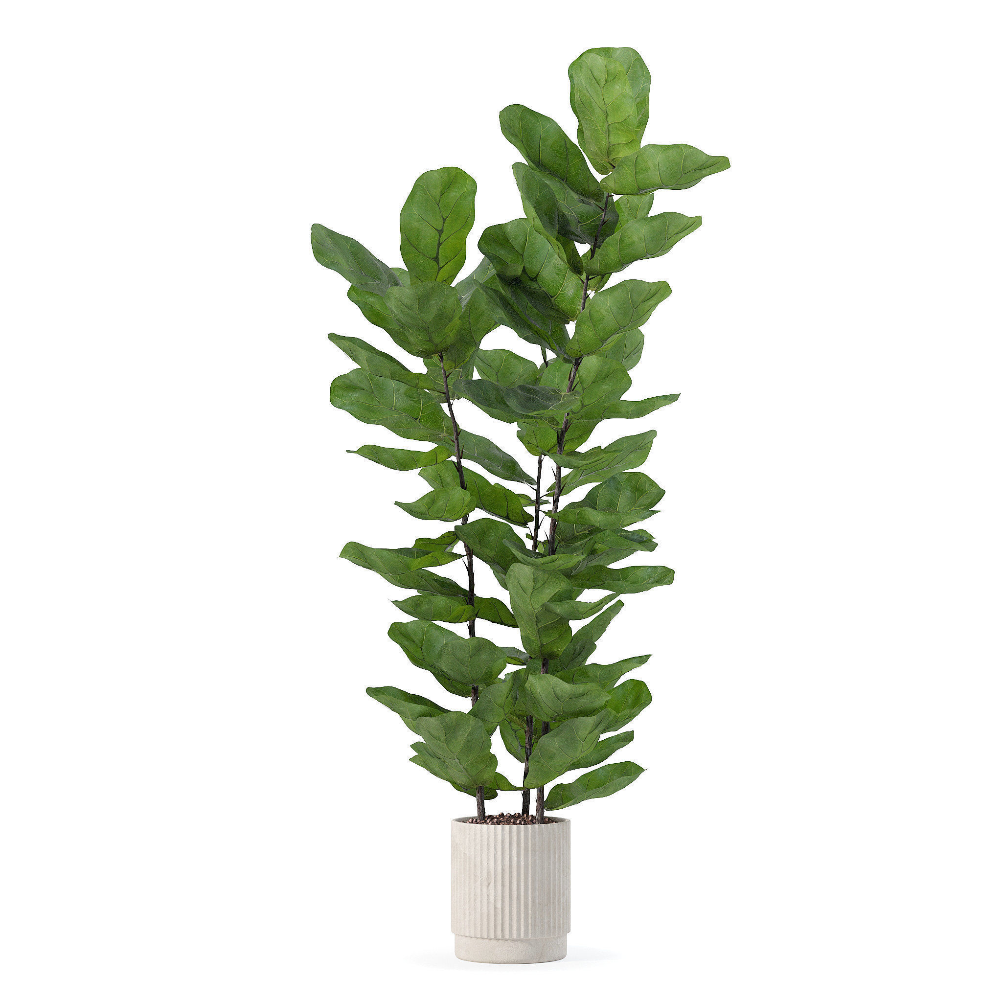 Ficus lyrata in modern flower pot 3D model_1