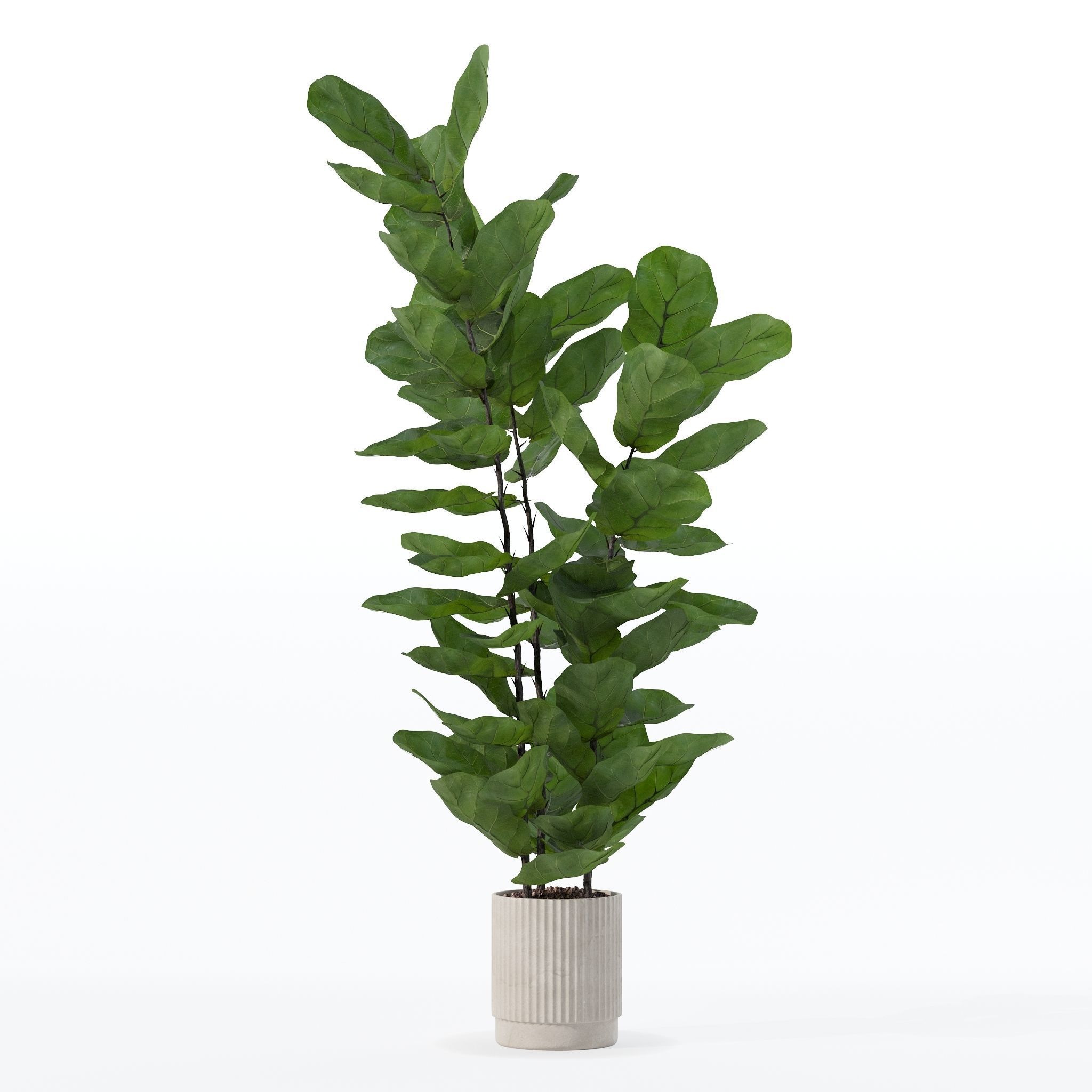 Ficus lyrata in modern flower pot 3D model_12