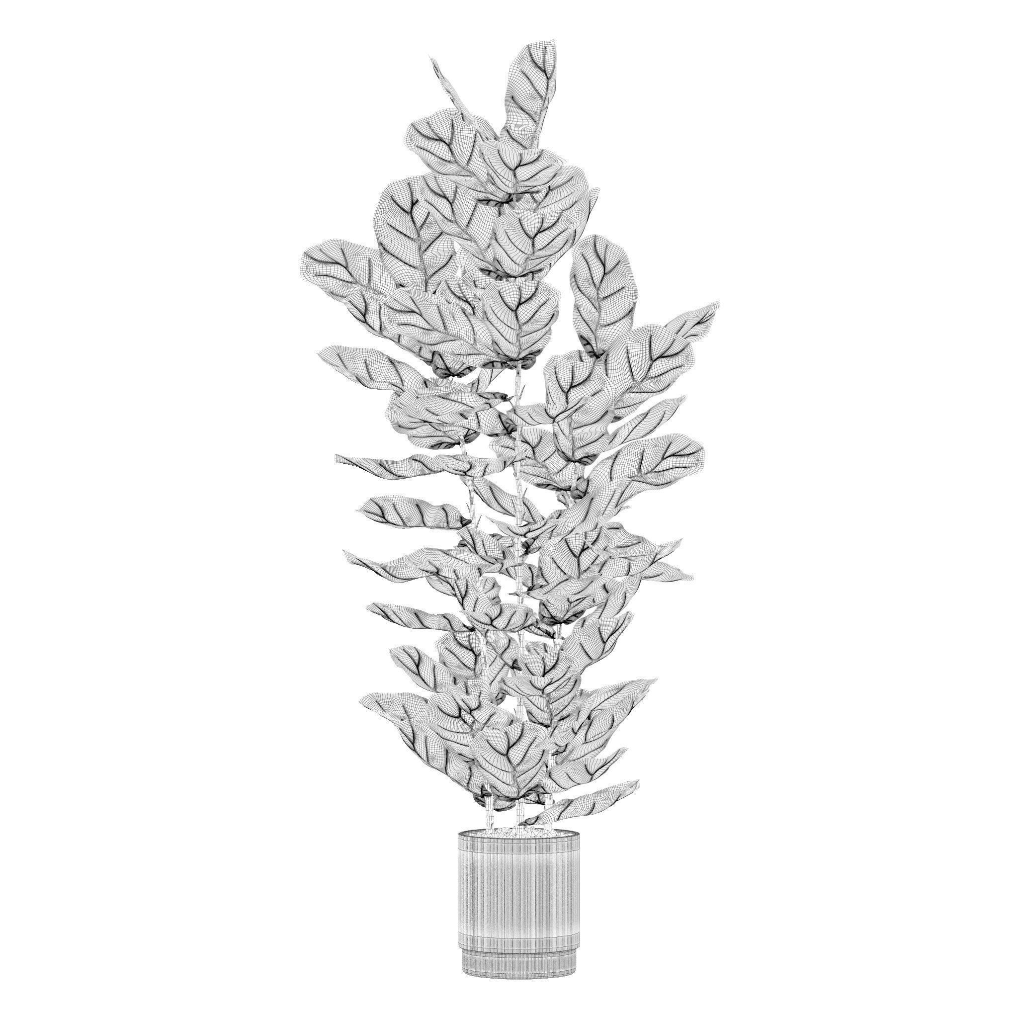 Ficus lyrata in modern flower pot 3D model_4