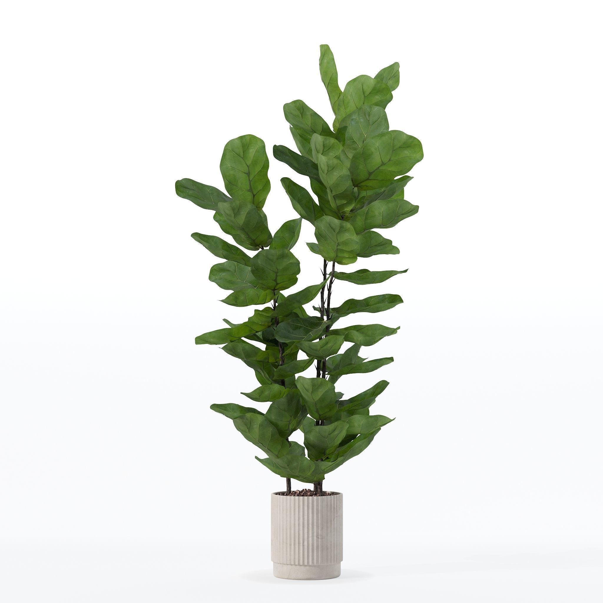 Ficus lyrata in modern flower pot 3D model_20