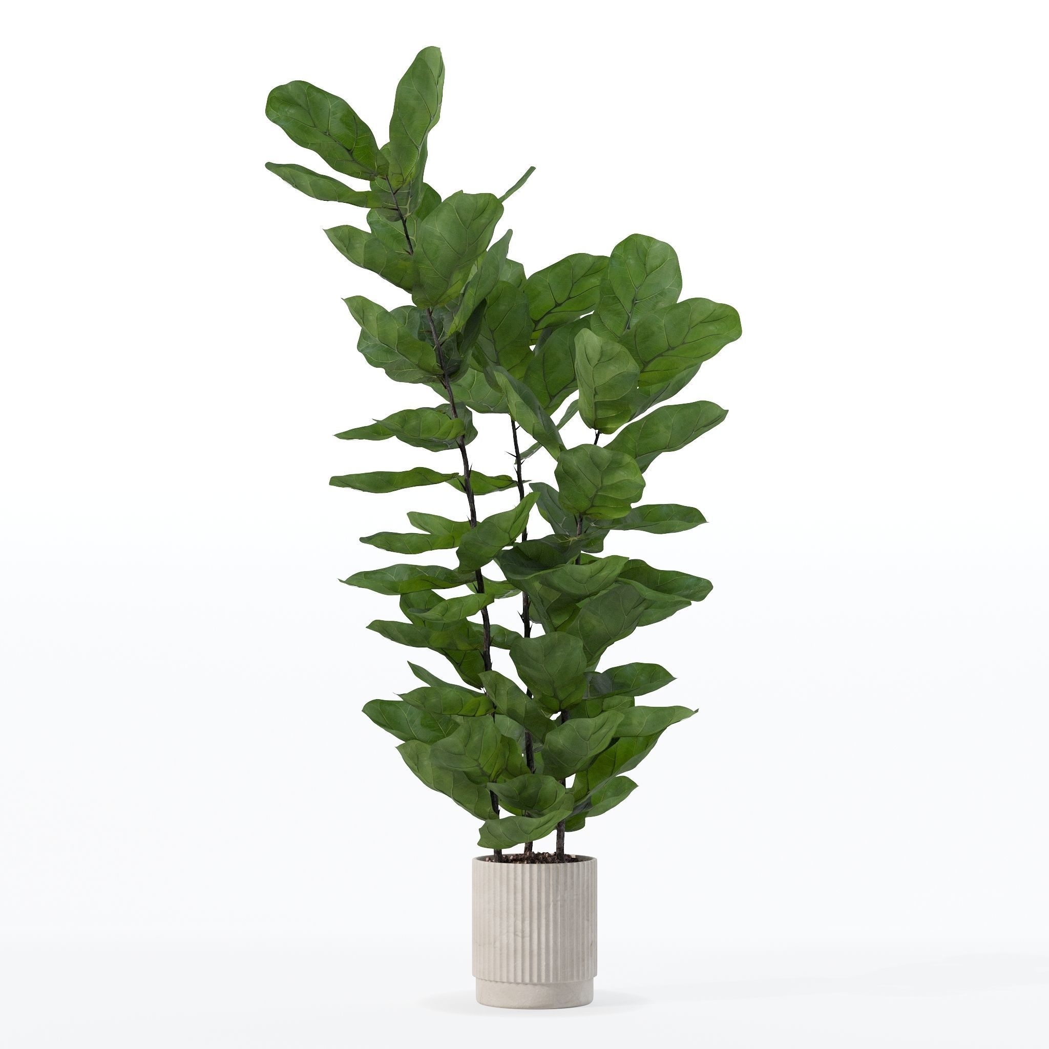 Ficus lyrata in modern flower pot 3D model_13