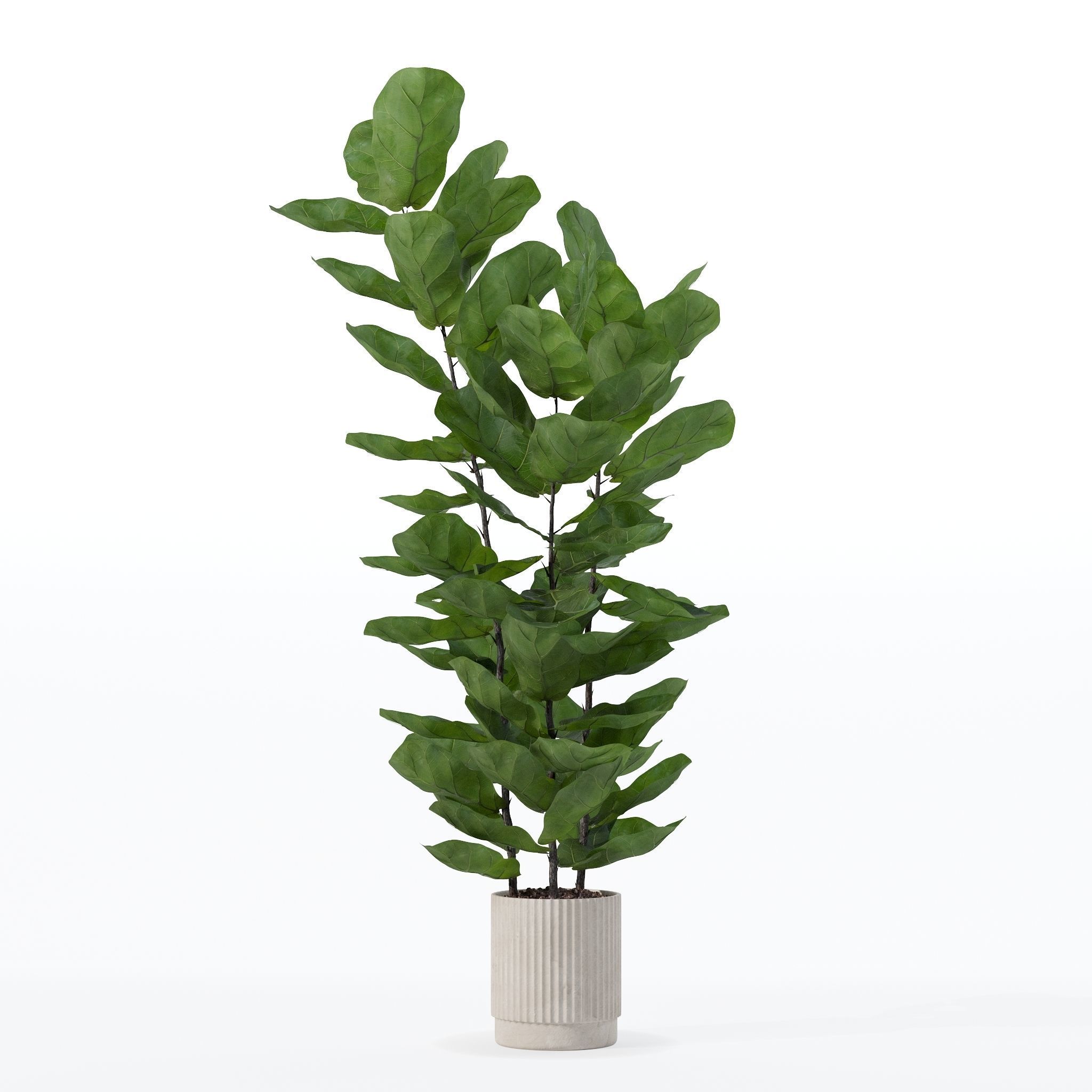 Ficus lyrata in modern flower pot 3D model_16