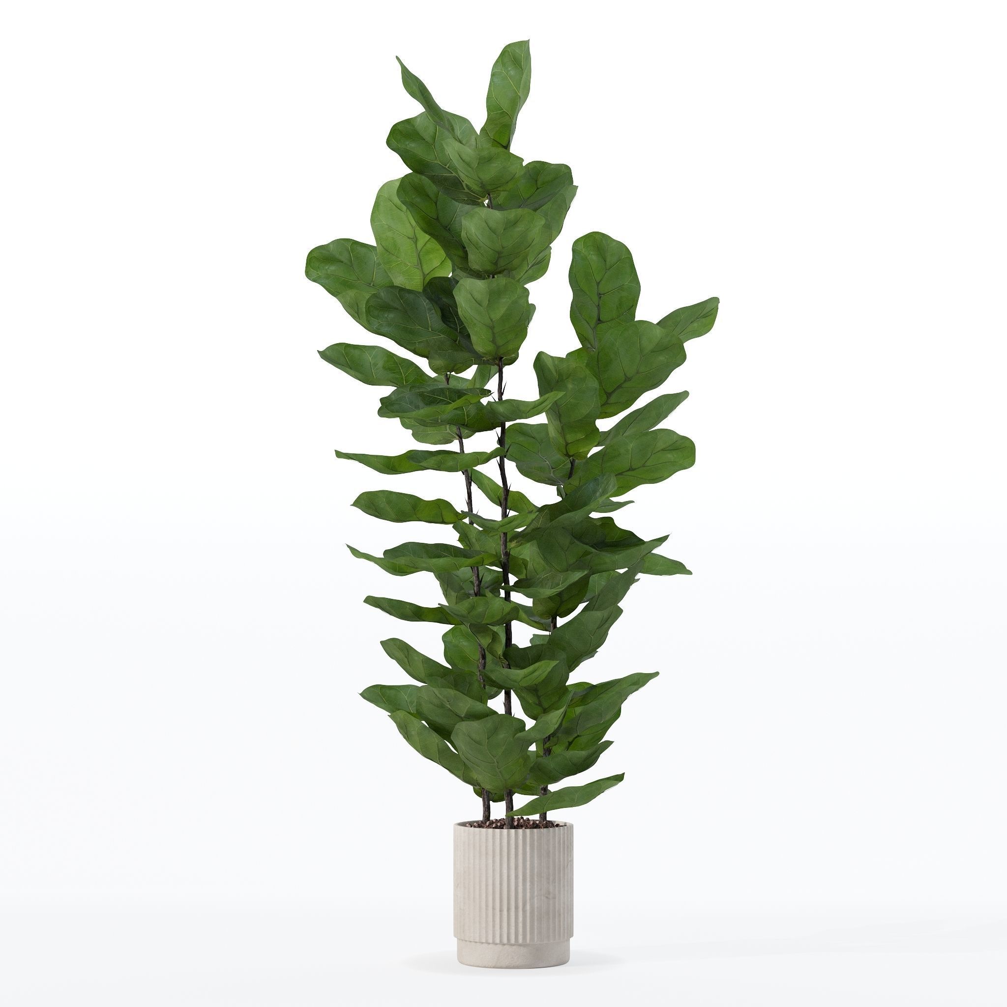 Ficus lyrata in modern flower pot 3D model_9