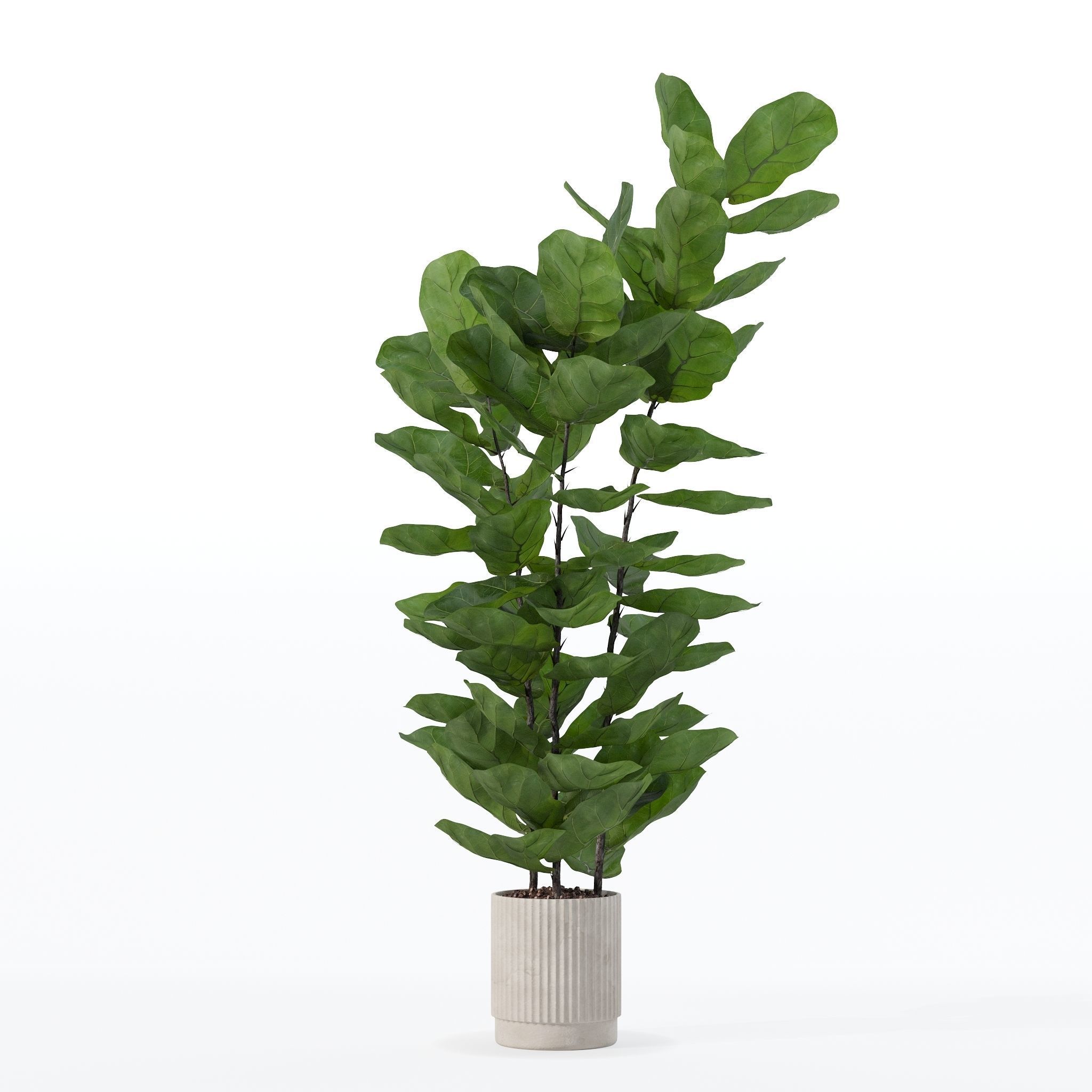 Ficus lyrata in modern flower pot 3D model_22