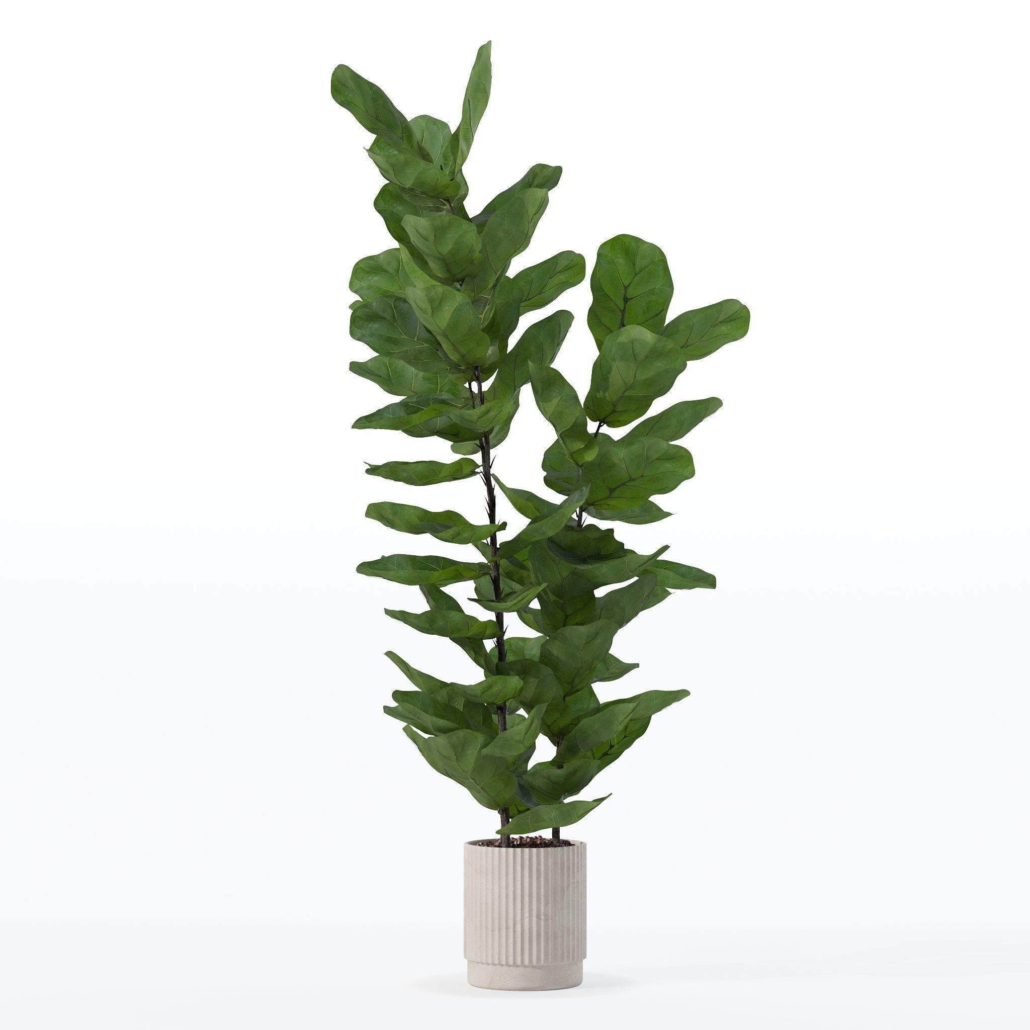 Ficus lyrata in modern flower pot 3D model_11