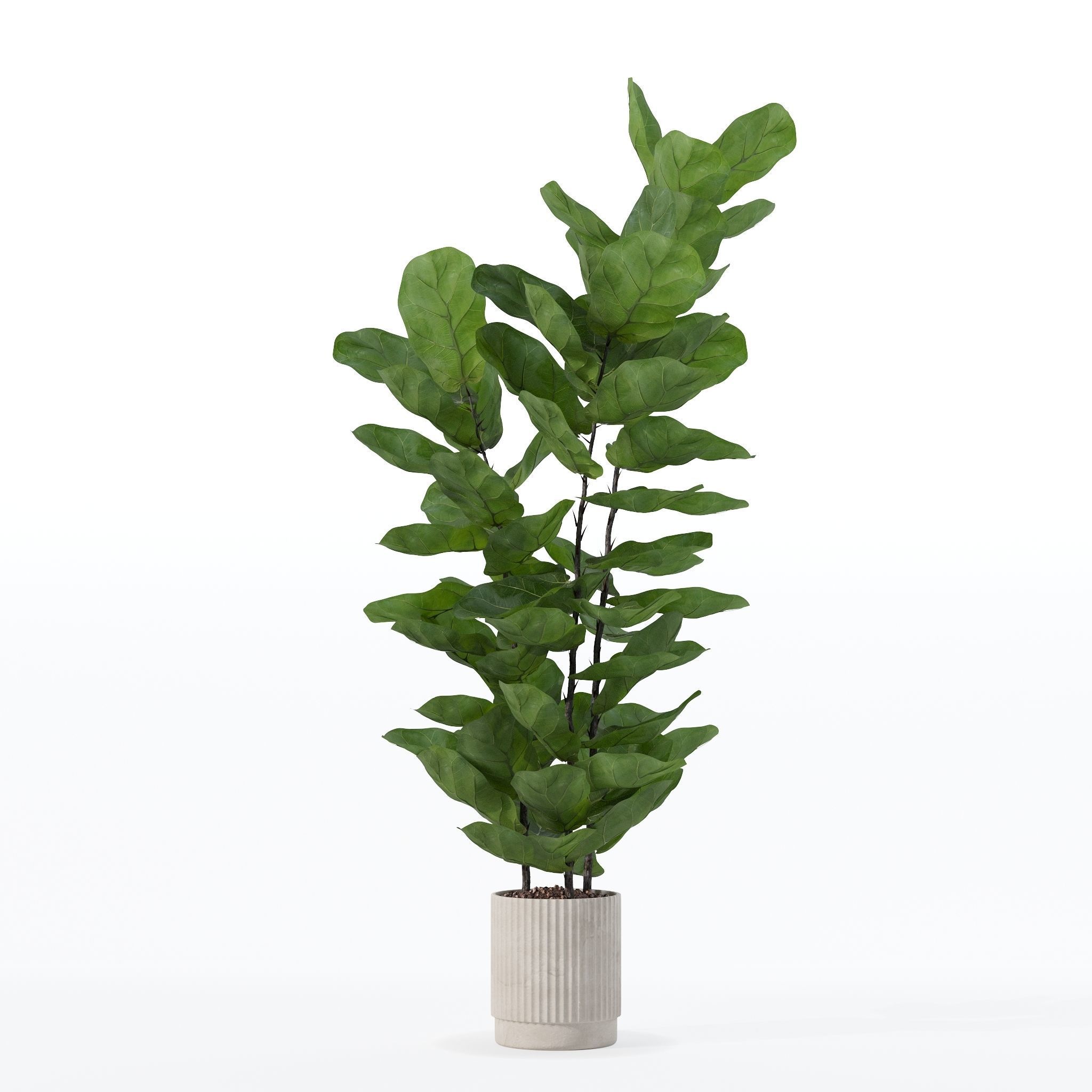 Ficus lyrata in modern flower pot 3D model_21