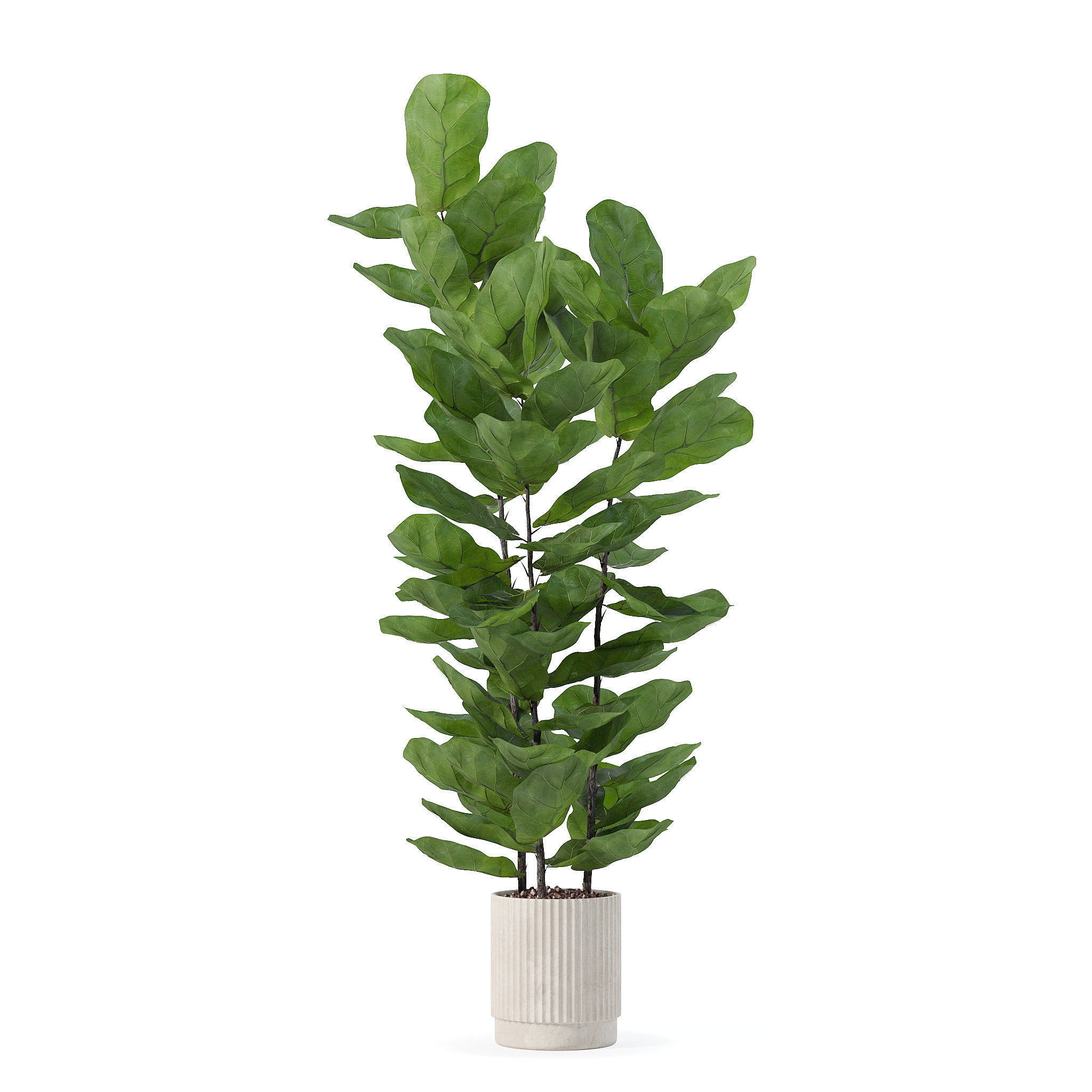 Ficus lyrata in modern flower pot 3D model_3
