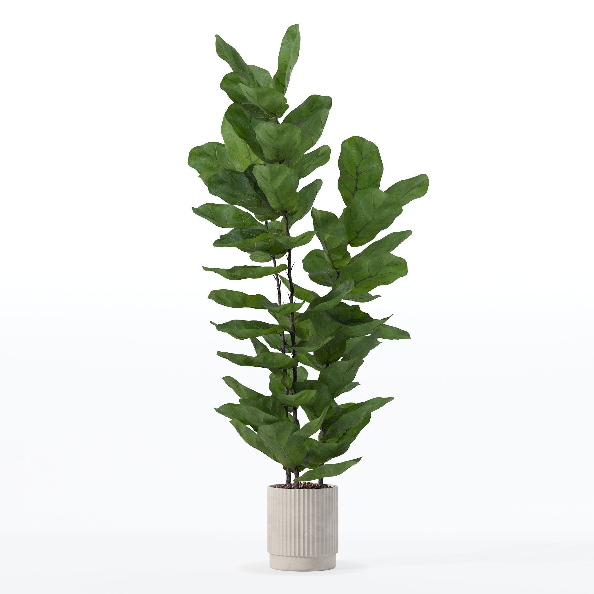 Ficus lyrata in modern flower pot 3D model_10