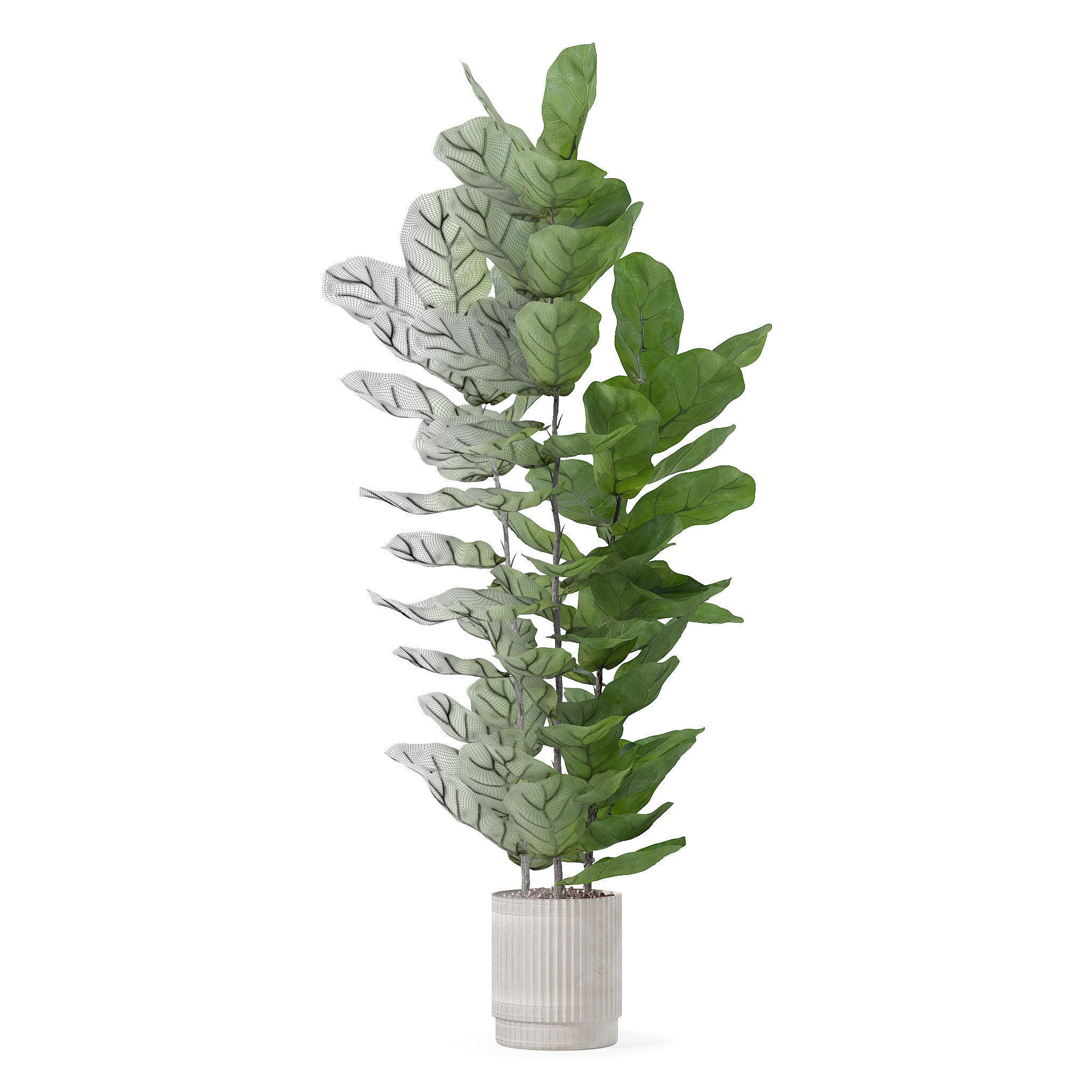 Ficus lyrata in modern flower pot 3D model_5