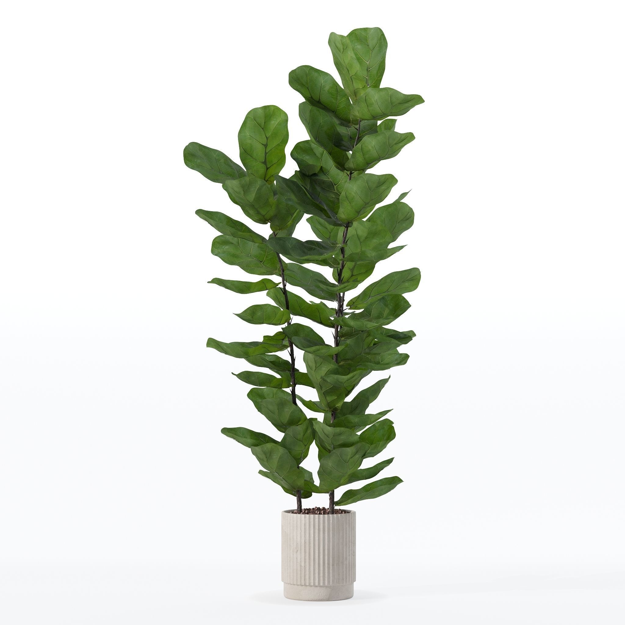 Ficus lyrata in modern flower pot 3D model_27