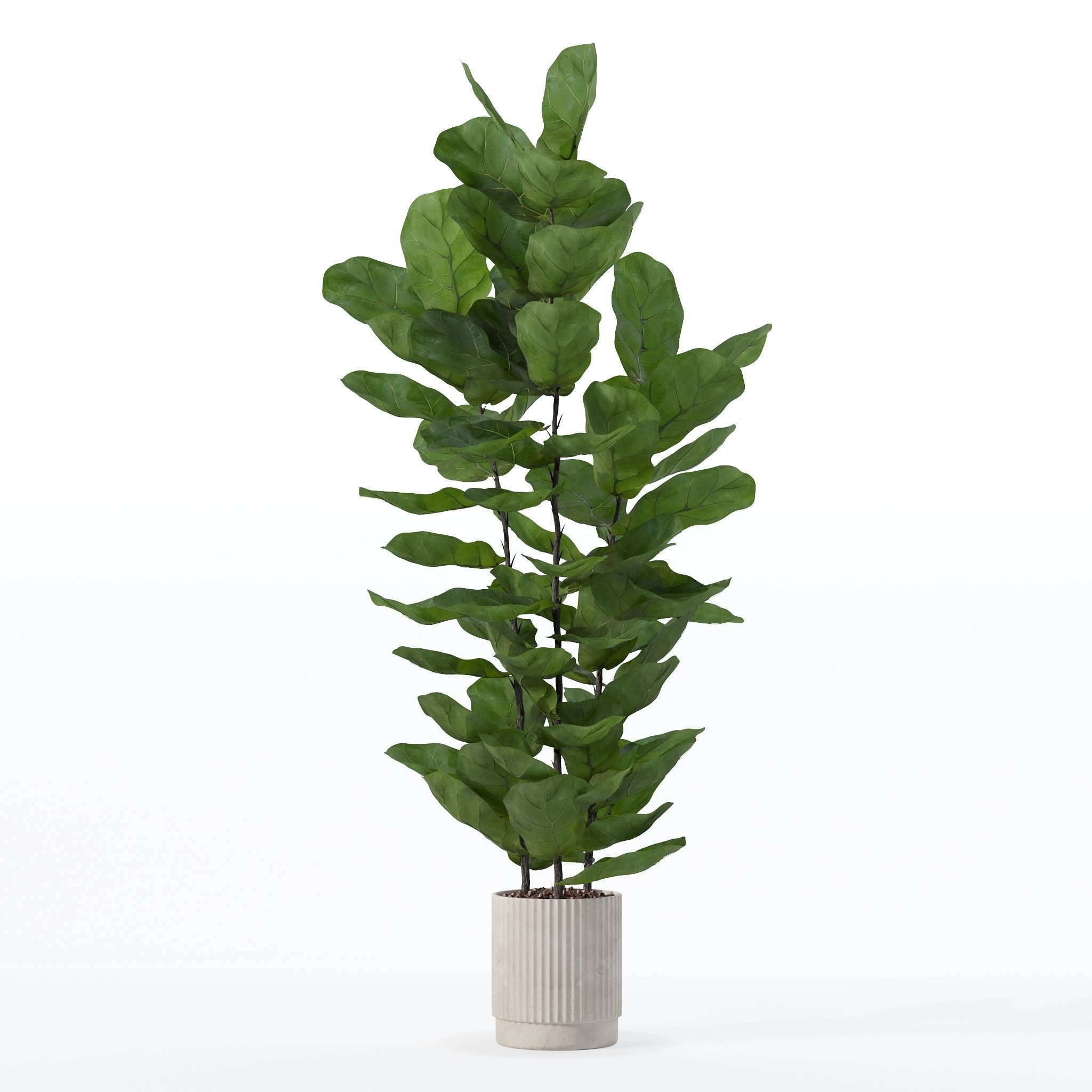 Ficus lyrata in modern flower pot 3D model_7