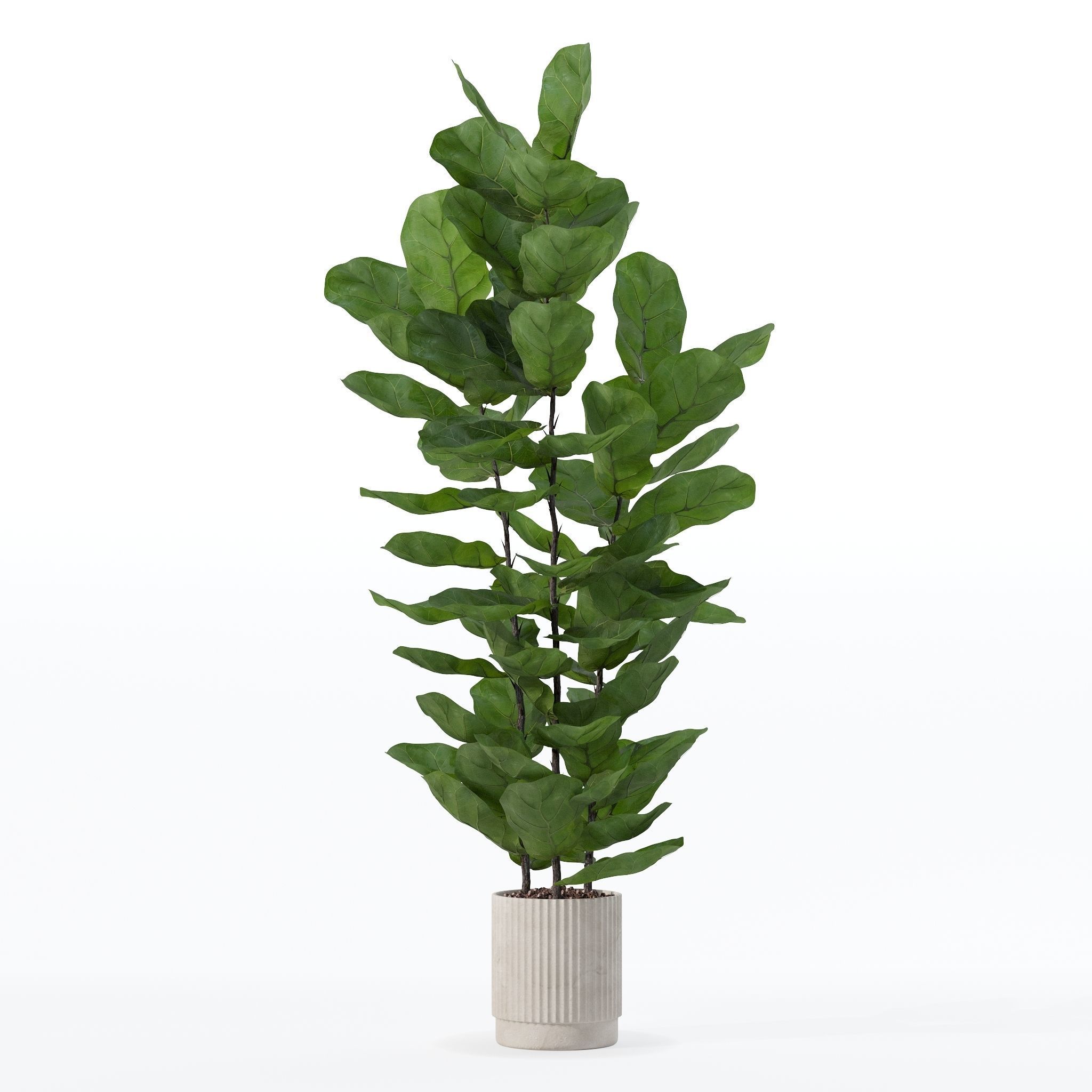 Ficus lyrata in modern flower pot 3D model_8