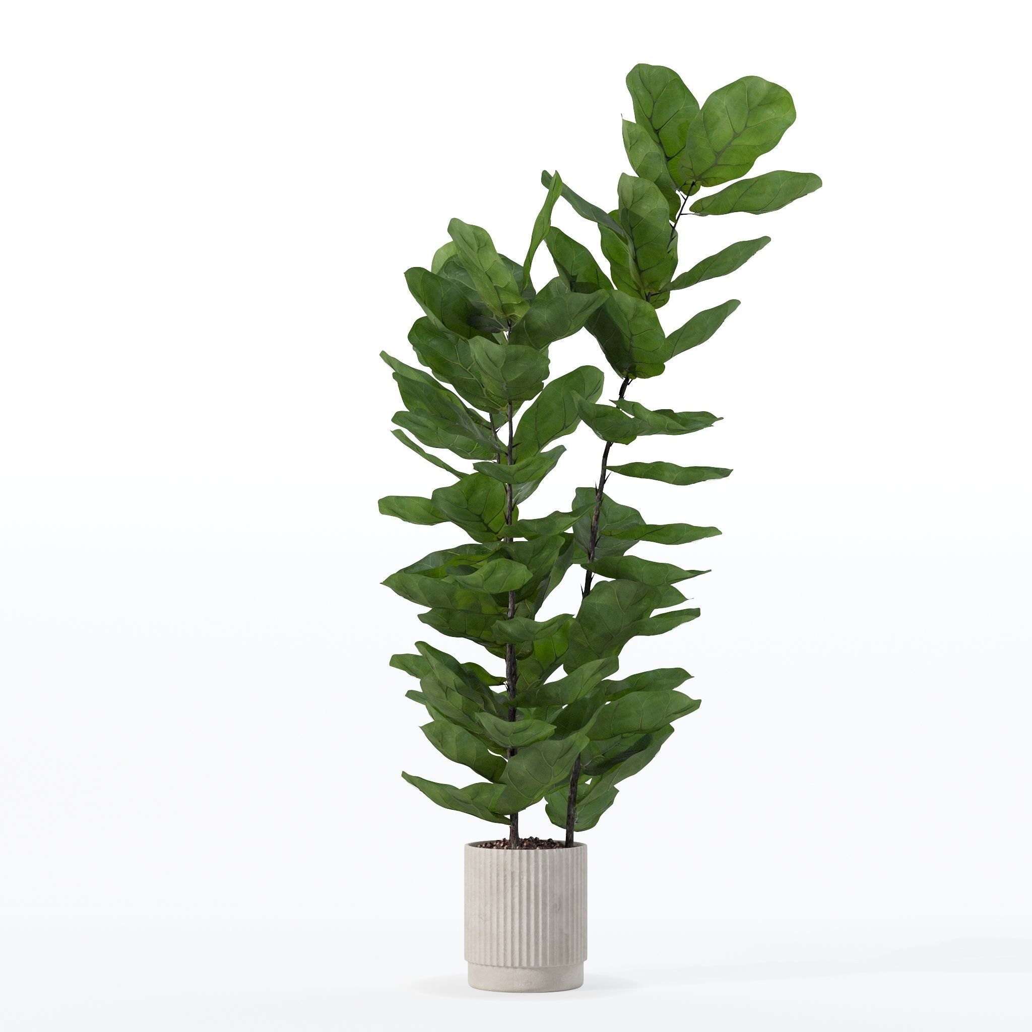 Ficus lyrata in modern flower pot 3D model_23