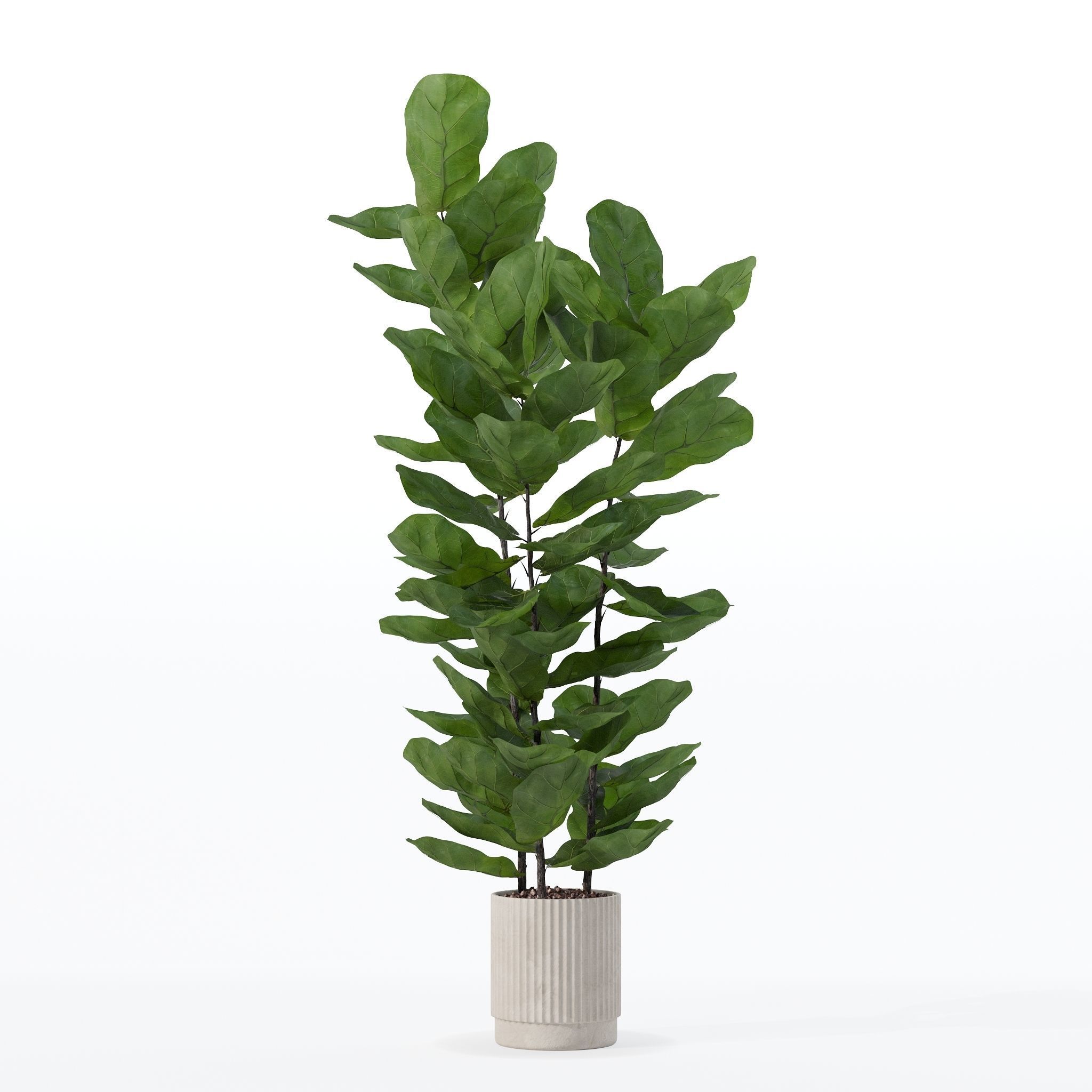 Ficus lyrata in modern flower pot 3D model_17
