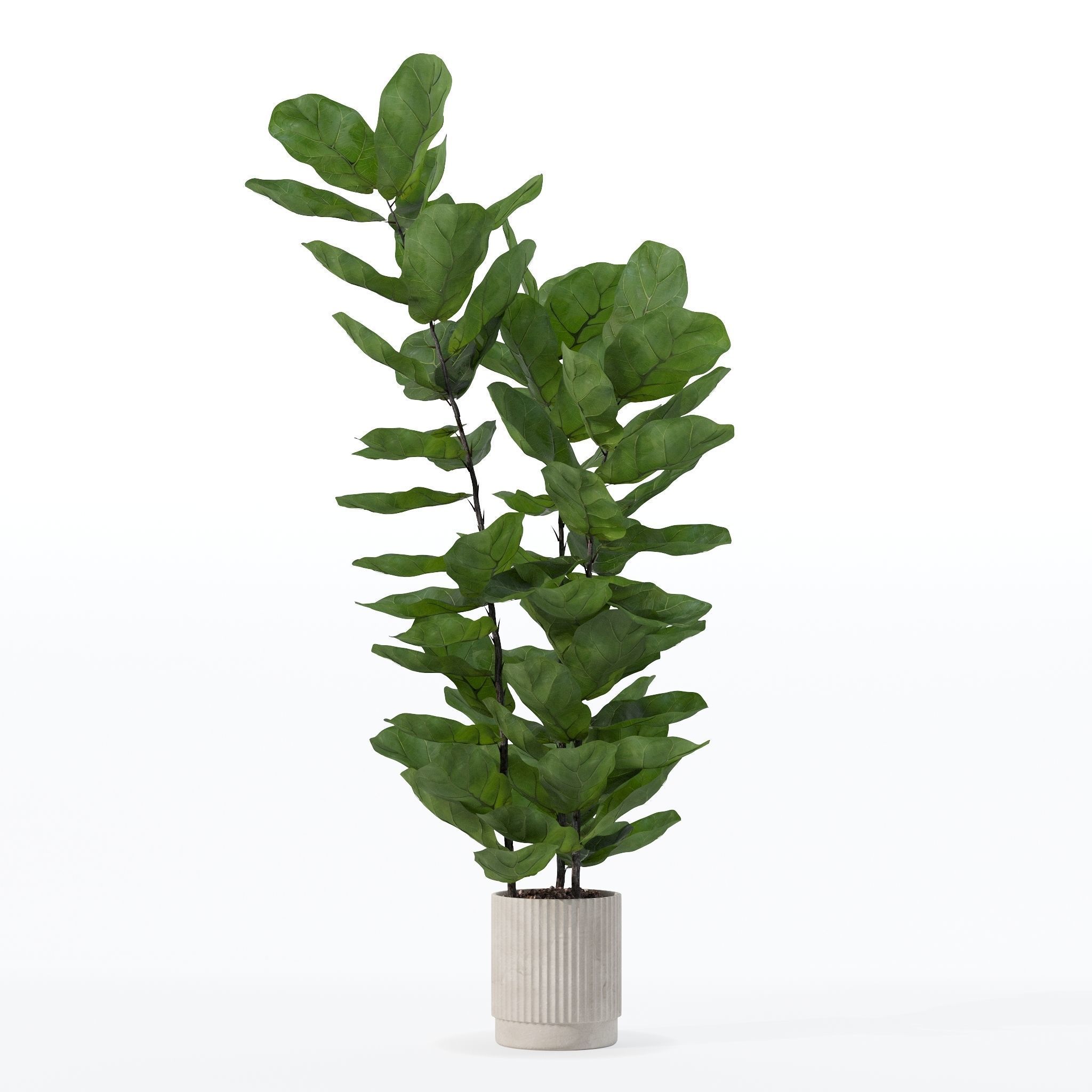 Ficus lyrata in modern flower pot 3D model_14