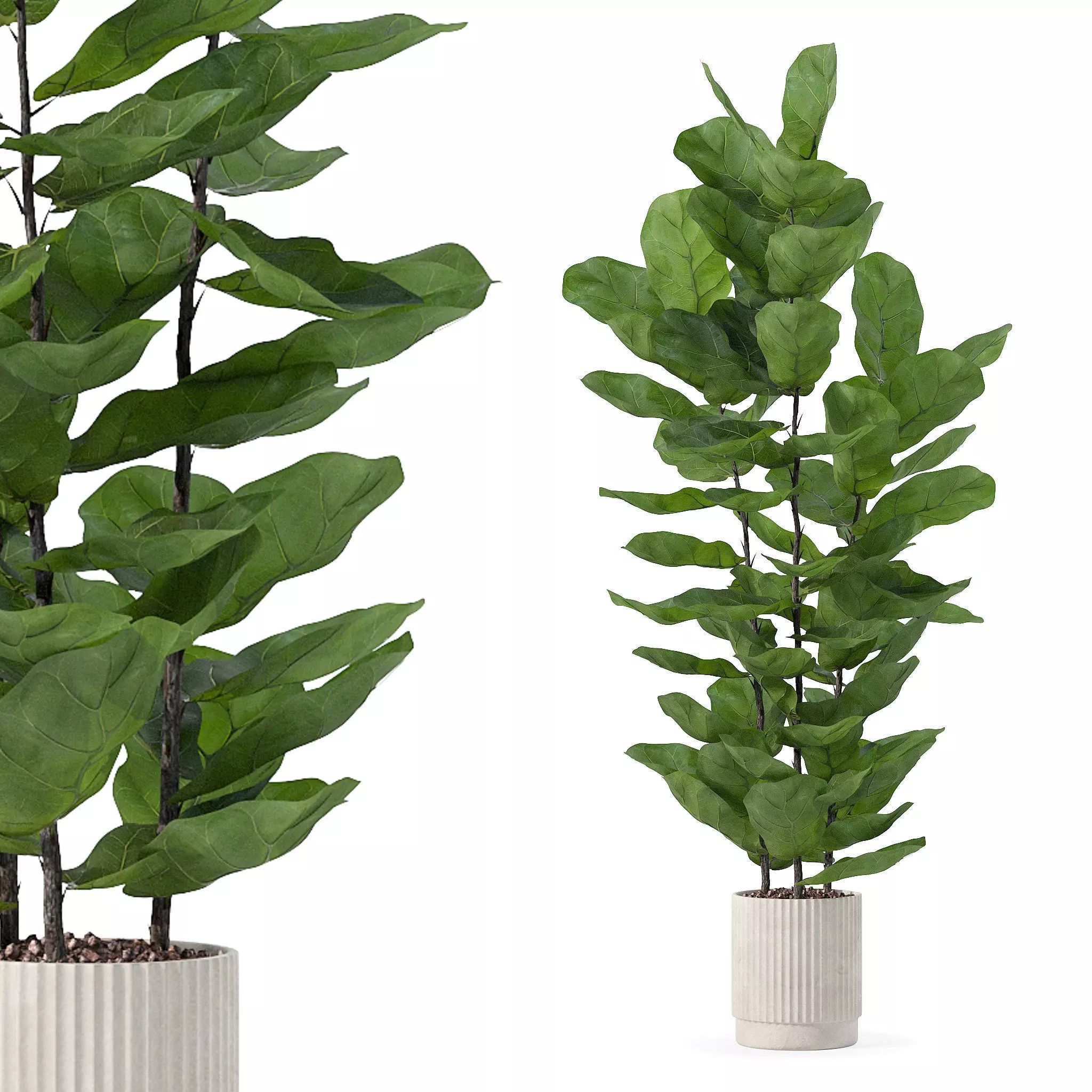 Ficus lyrata in modern flower pot 3D model_0