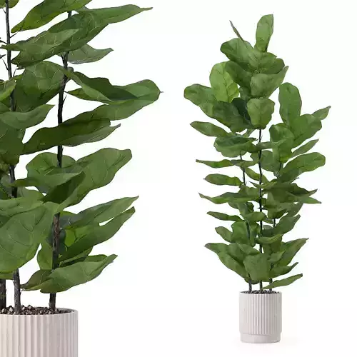 Ficus lyrata in modern flower pot