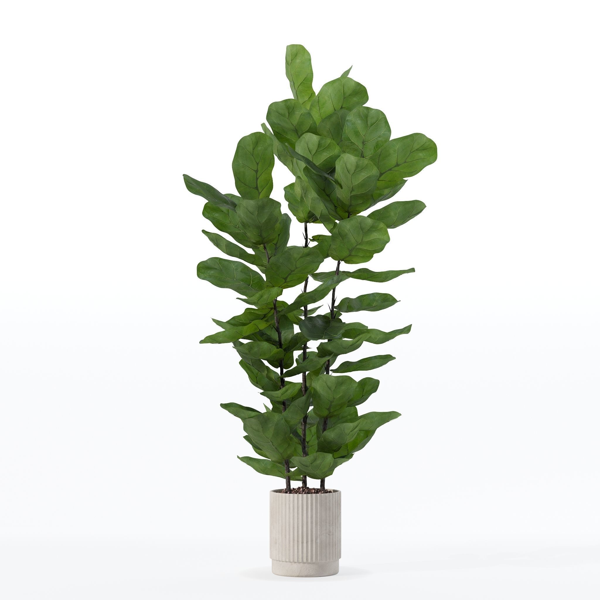 Ficus lyrata in modern flower pot 3D model_19