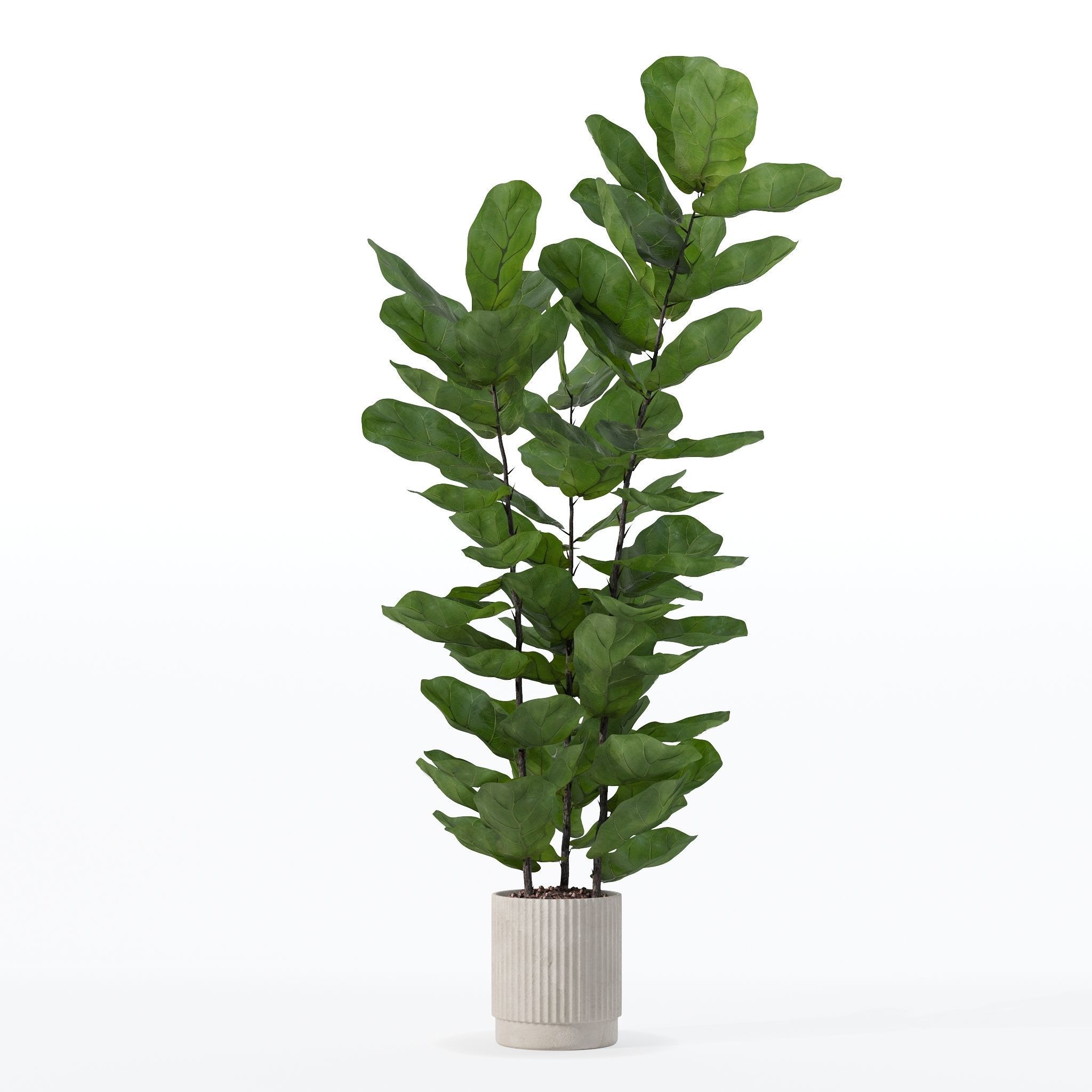 Ficus lyrata in modern flower pot 3D model_25