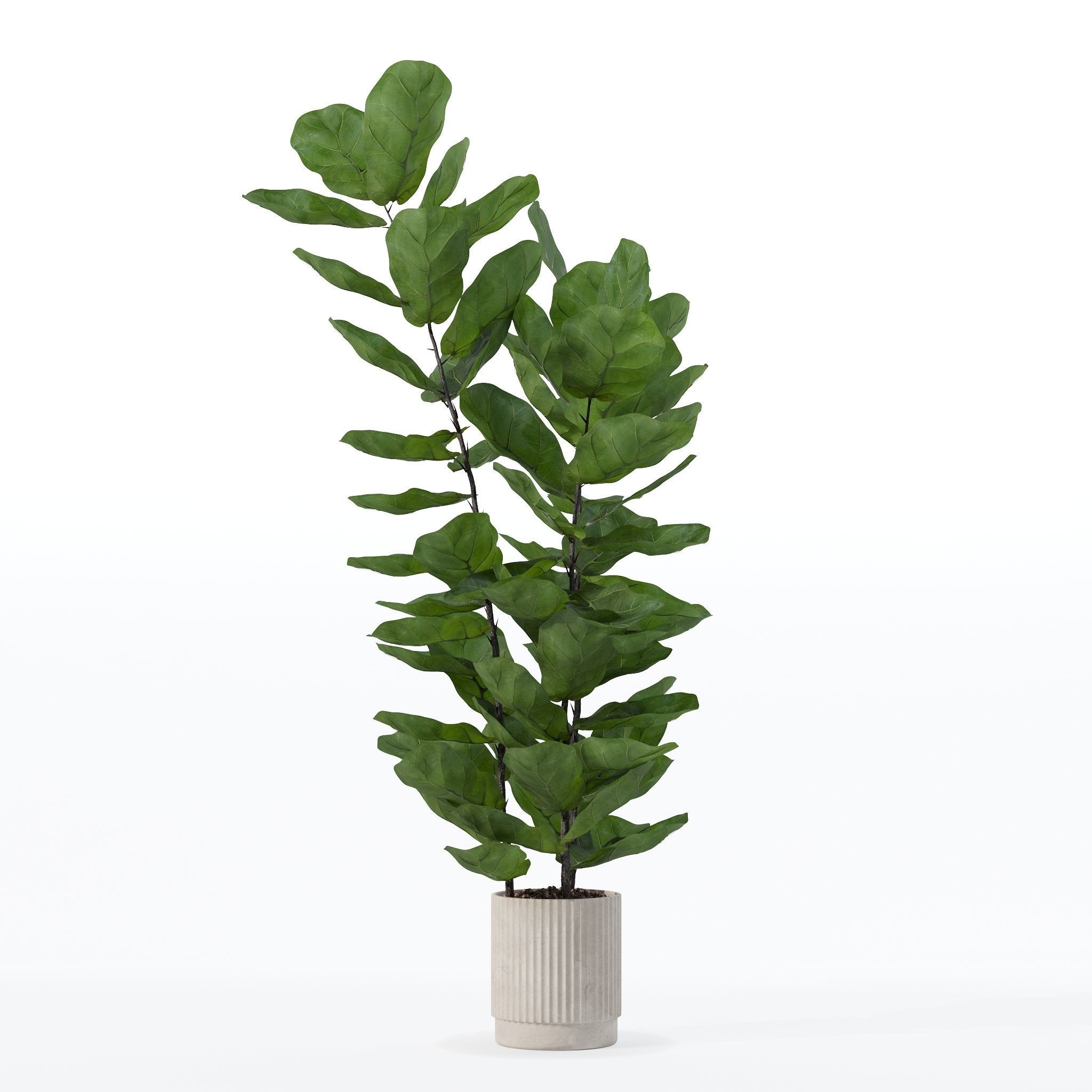 Ficus lyrata in modern flower pot 3D model_15