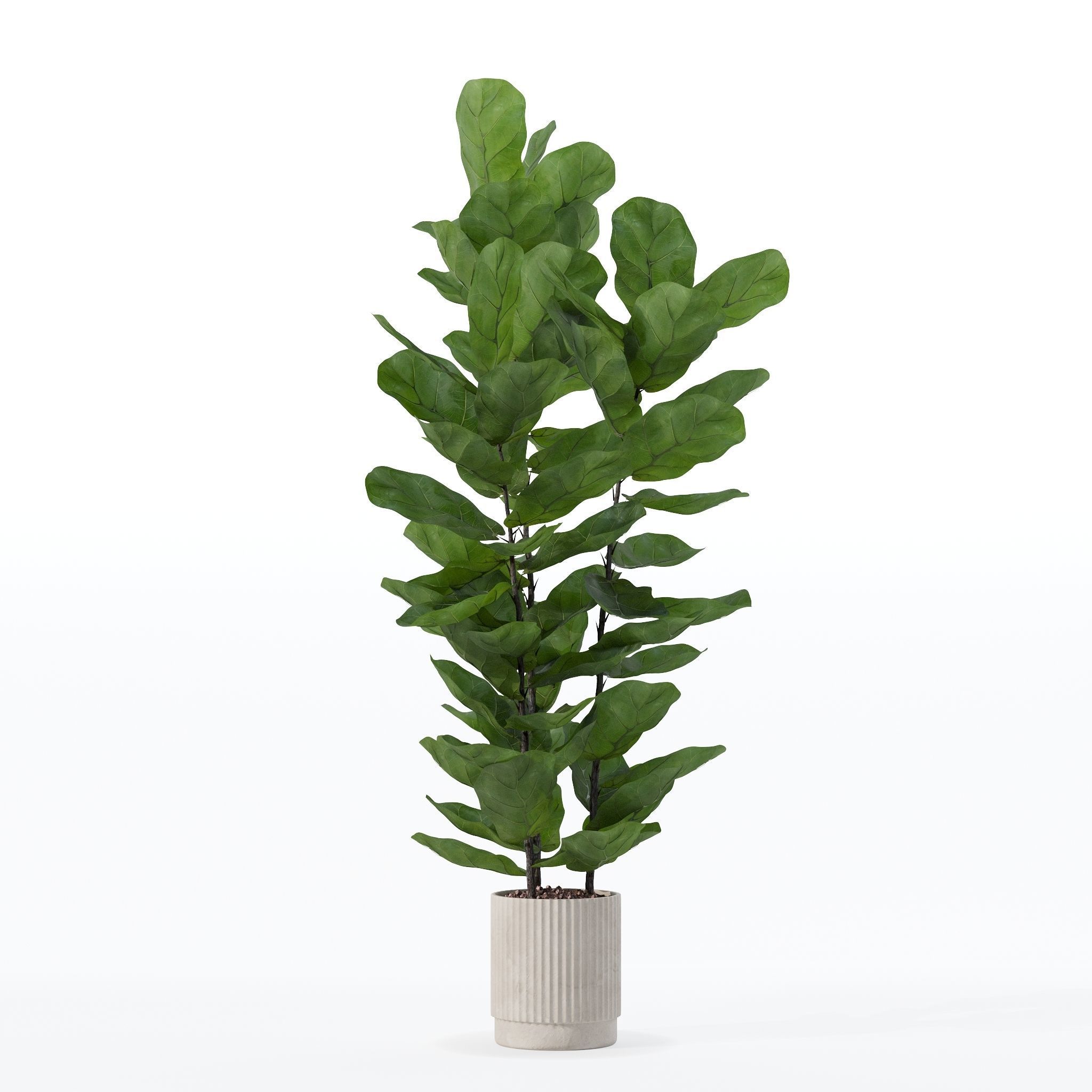 Ficus lyrata in modern flower pot 3D model_18