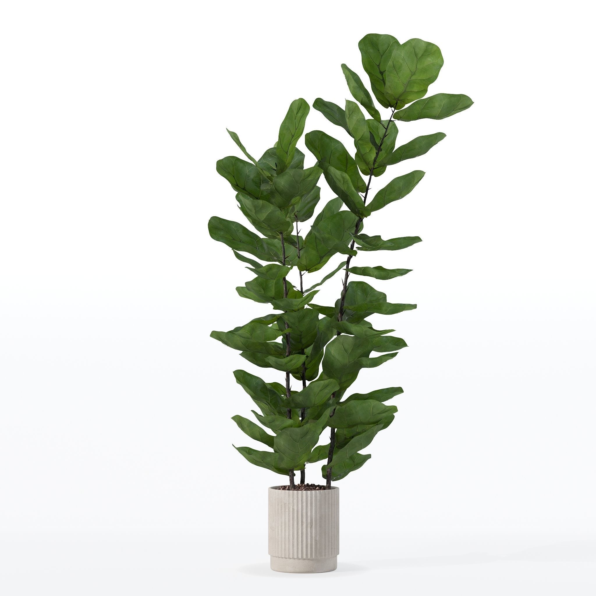 Ficus lyrata in modern flower pot 3D model_24