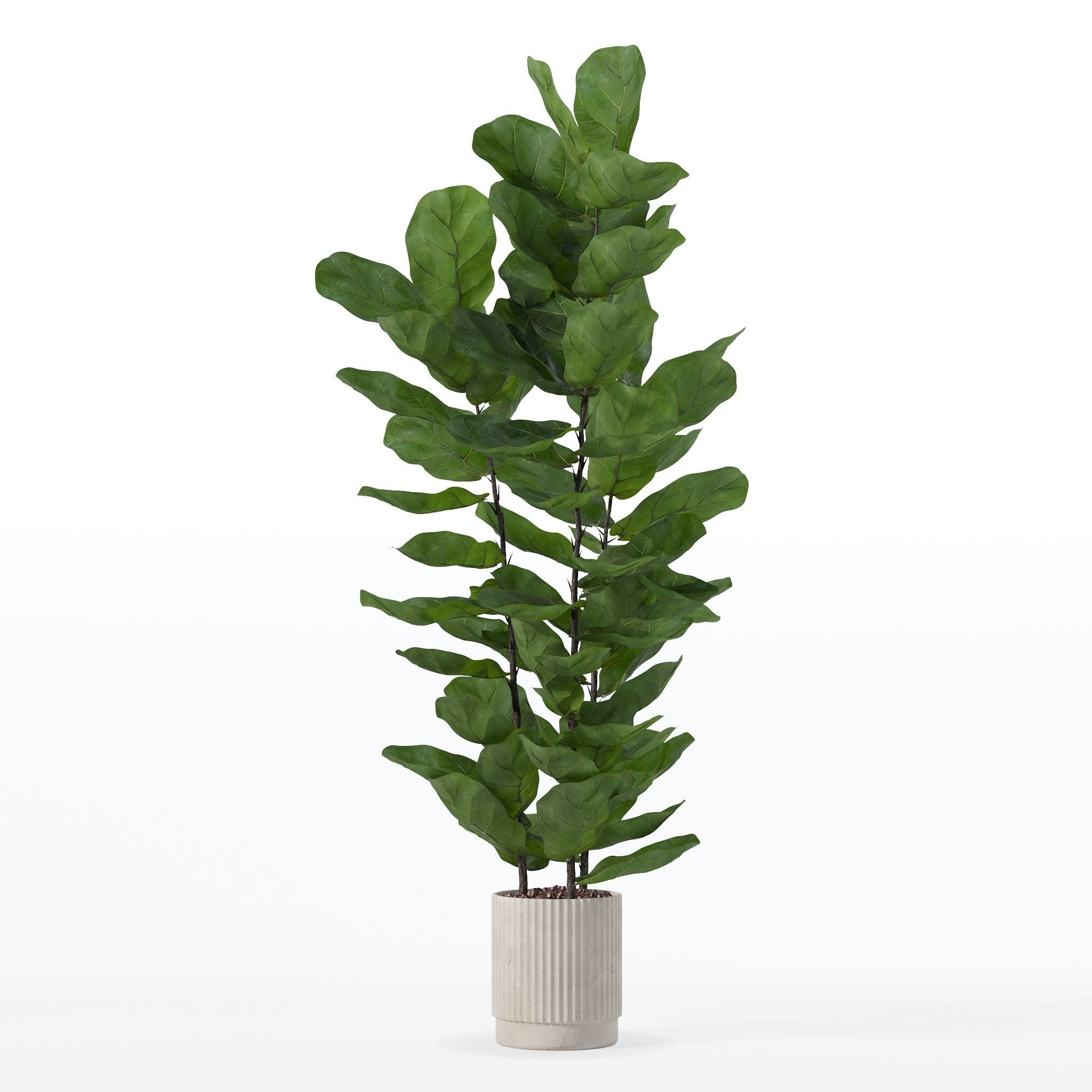 Ficus lyrata in modern flower pot 3D model_28