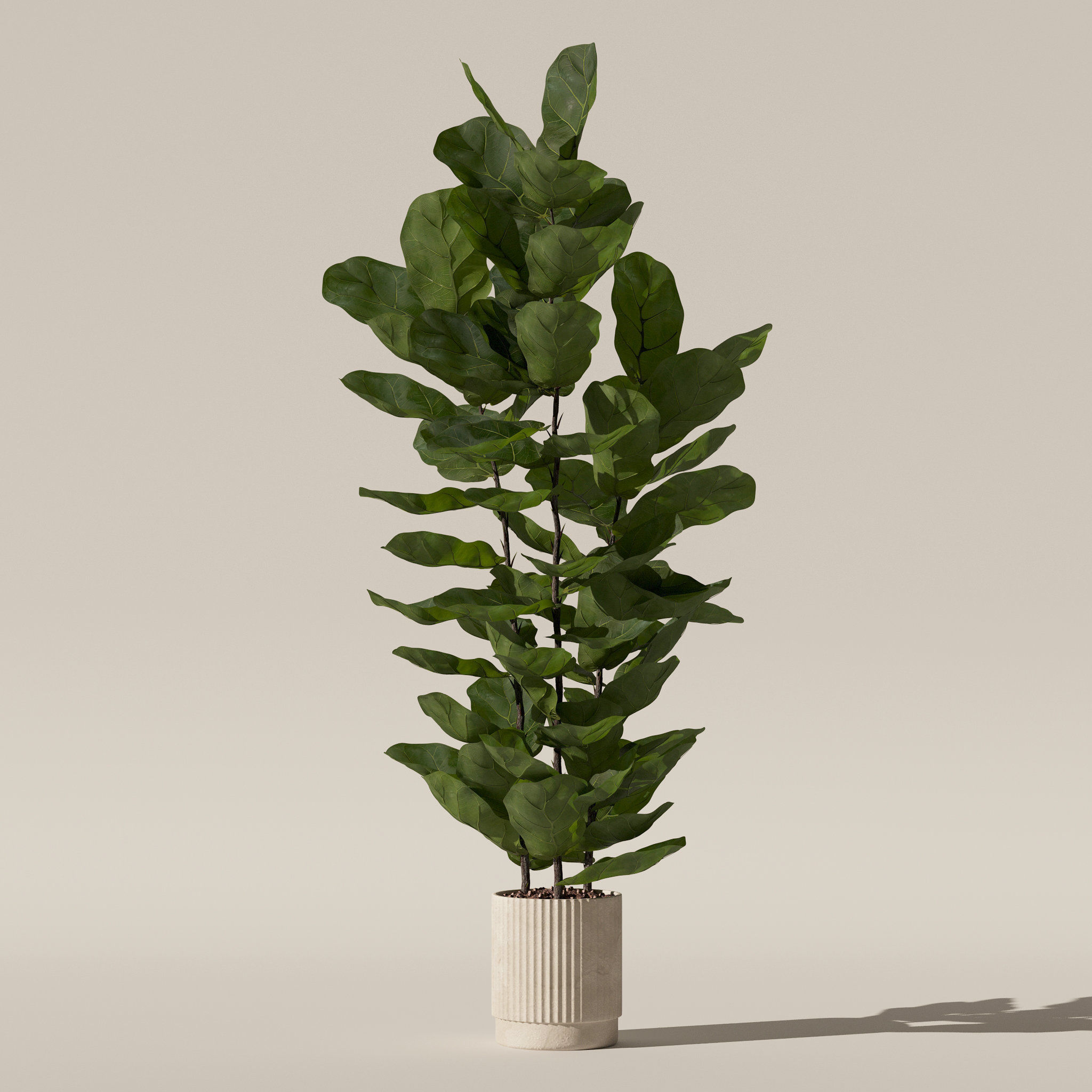 Ficus lyrata in modern flower pot 3D model_6