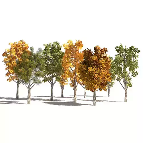 3d collection of 9 low-poly Grijze populier trees Low-poly 3D model