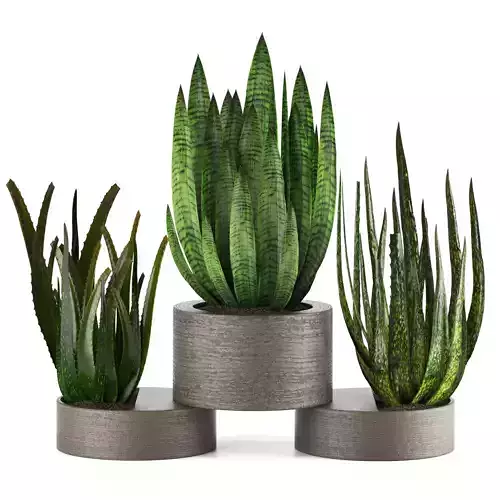 Indoor Plants in Ferm Living Bau Pot Large - Set026
