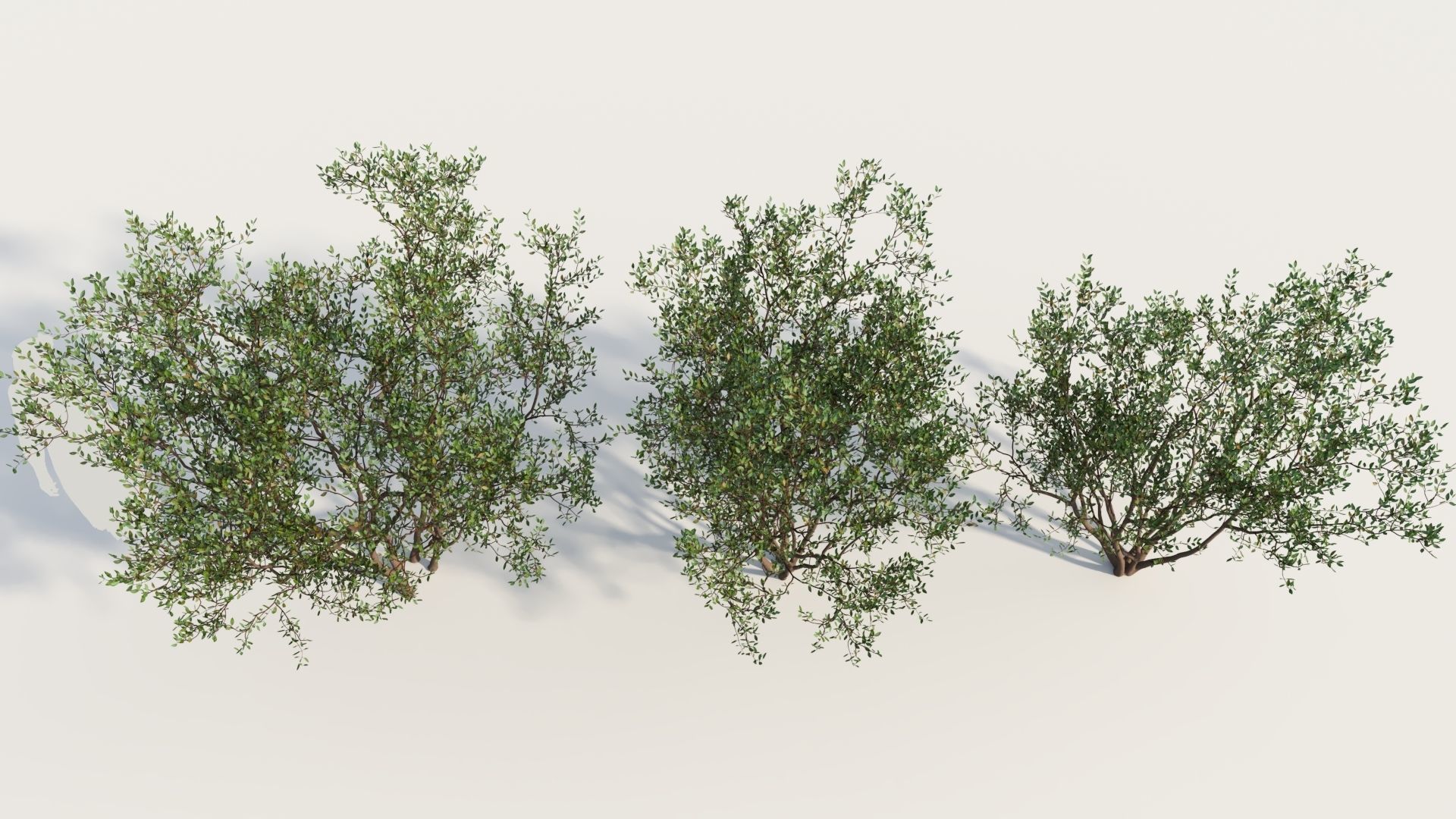 Arctostaphylos Densiflora a 3D model_2