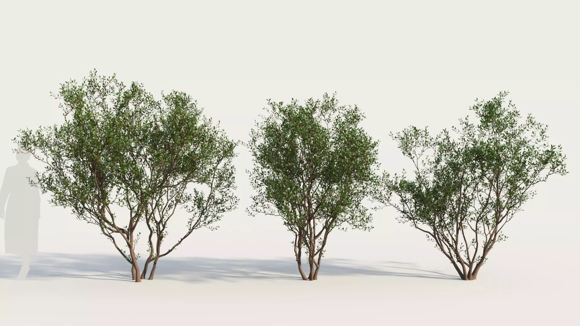 Arctostaphylos Densiflora a 3D model_0