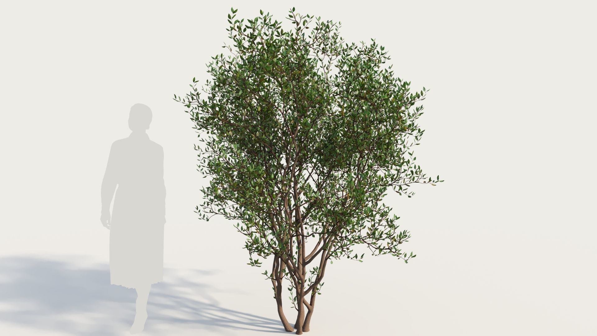 Arctostaphylos Densiflora a 3D model_6