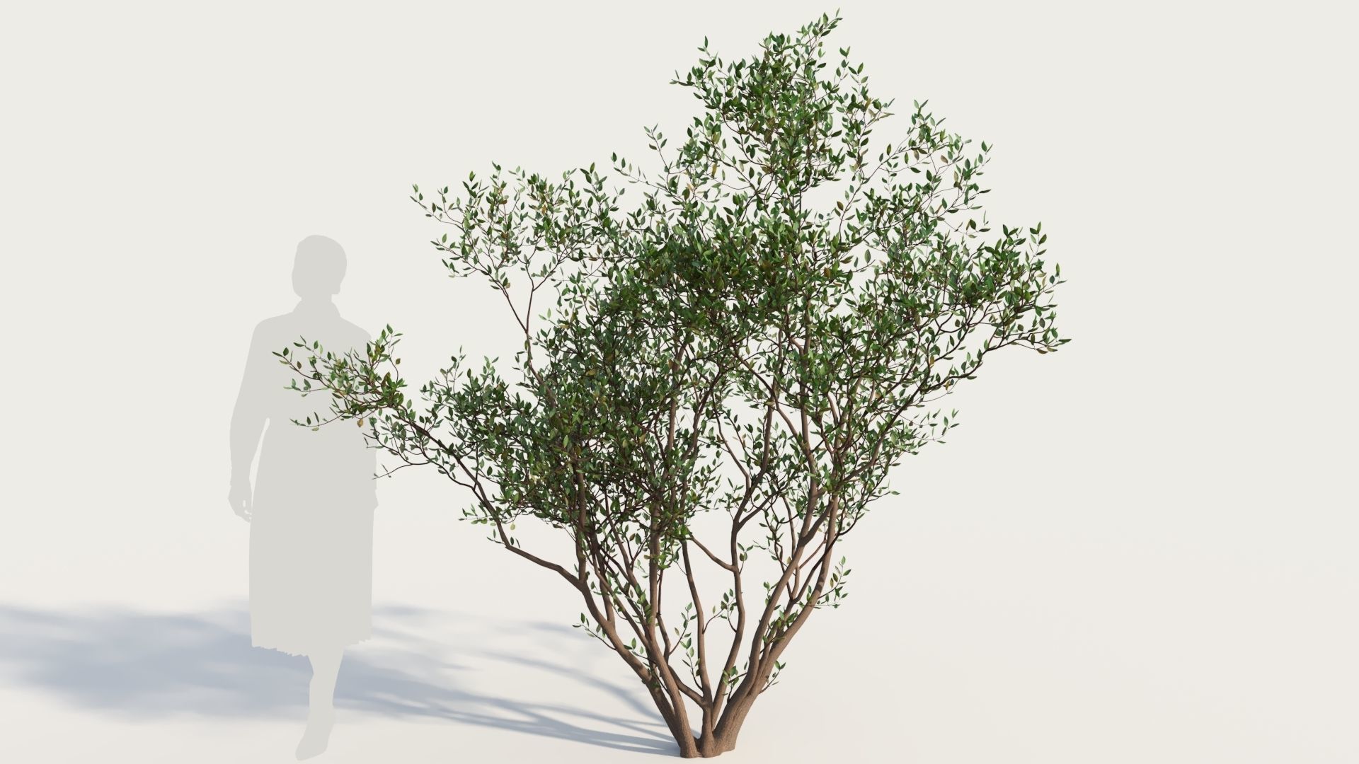 Arctostaphylos Densiflora a 3D model_7
