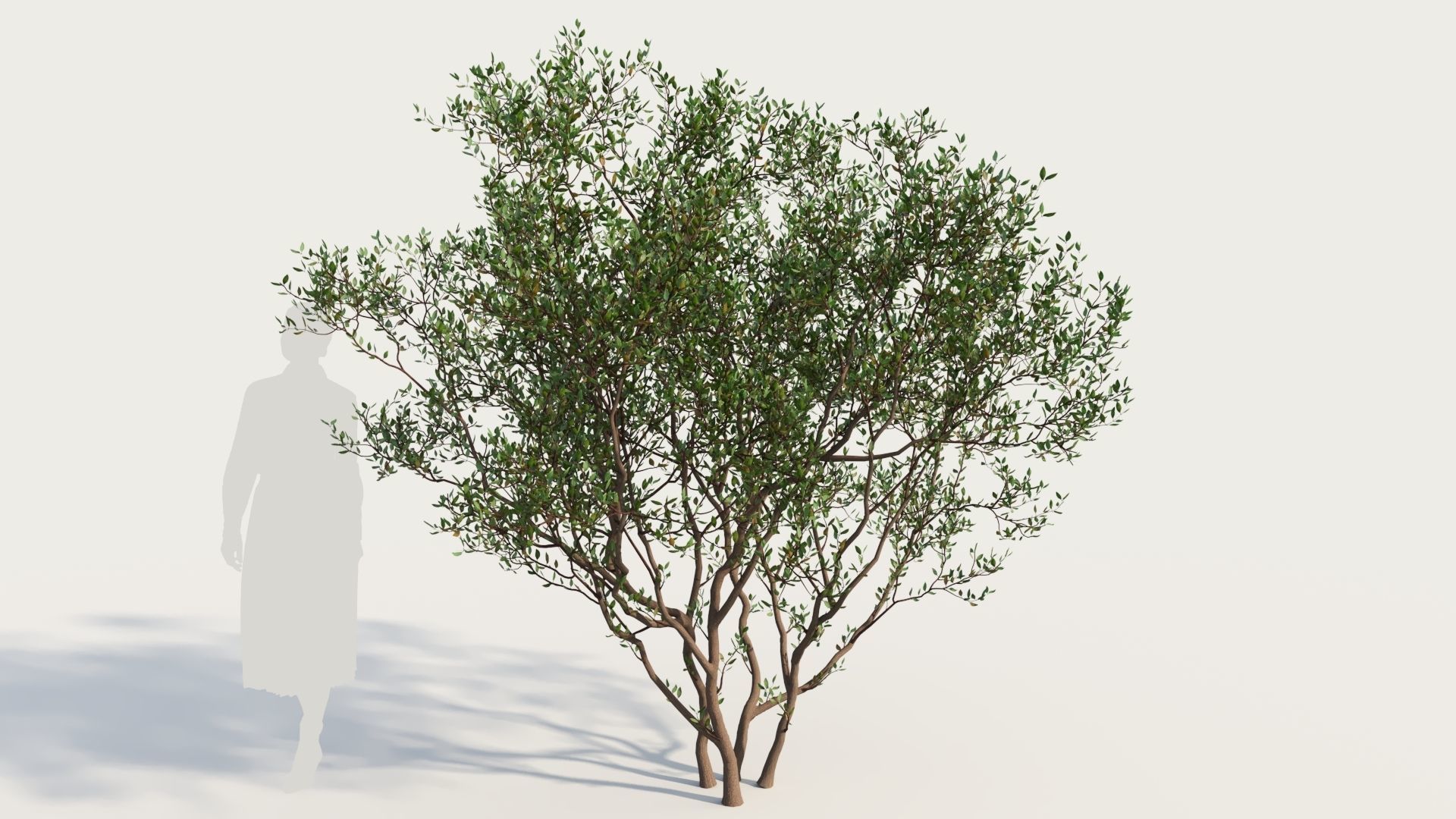Arctostaphylos Densiflora a 3D model_5