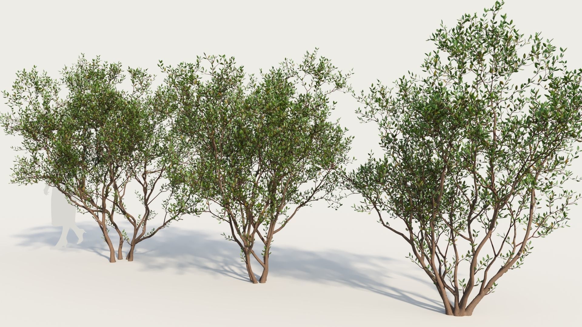 Arctostaphylos Densiflora a 3D model_1