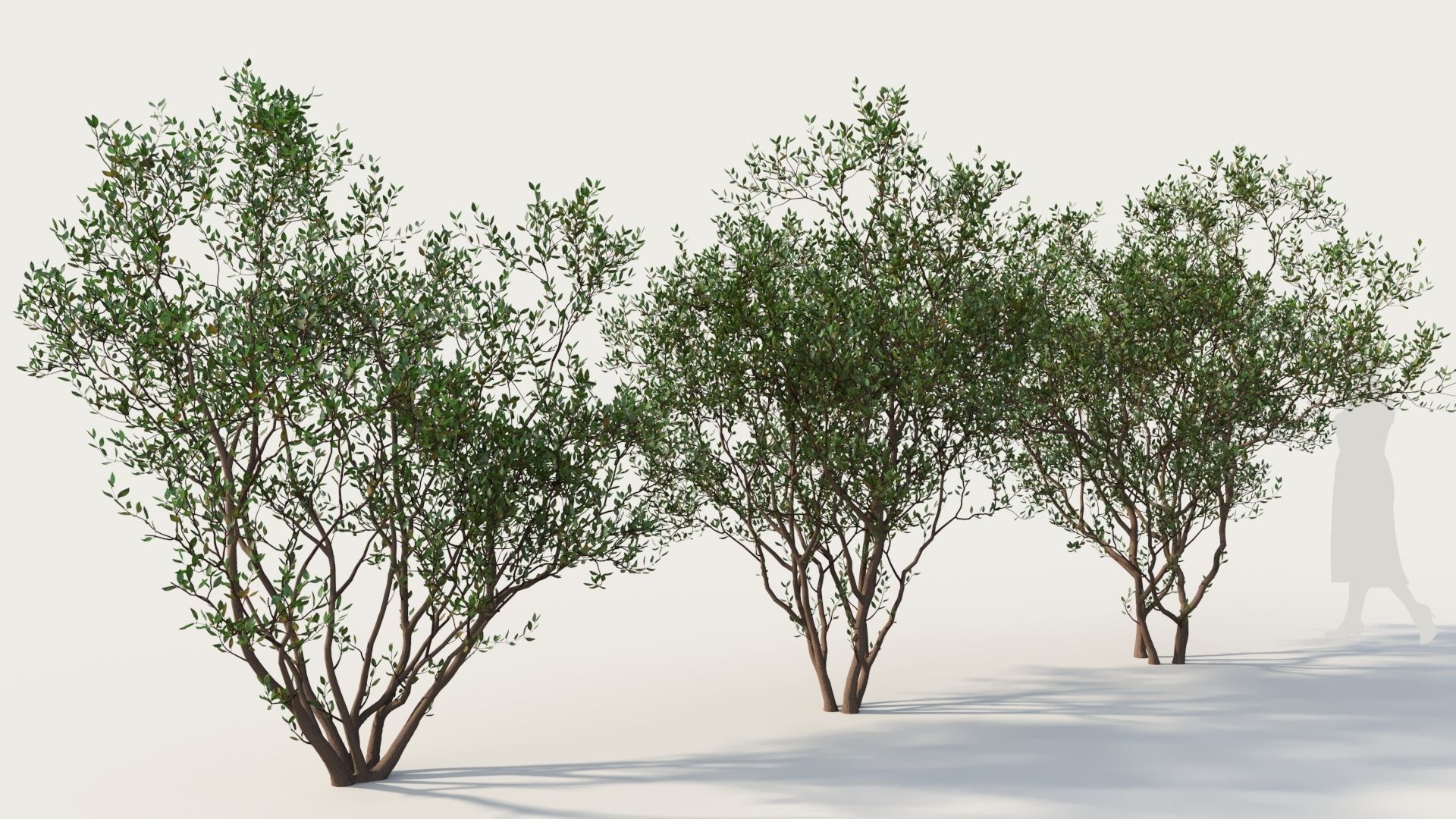 Arctostaphylos Densiflora a 3D model_4