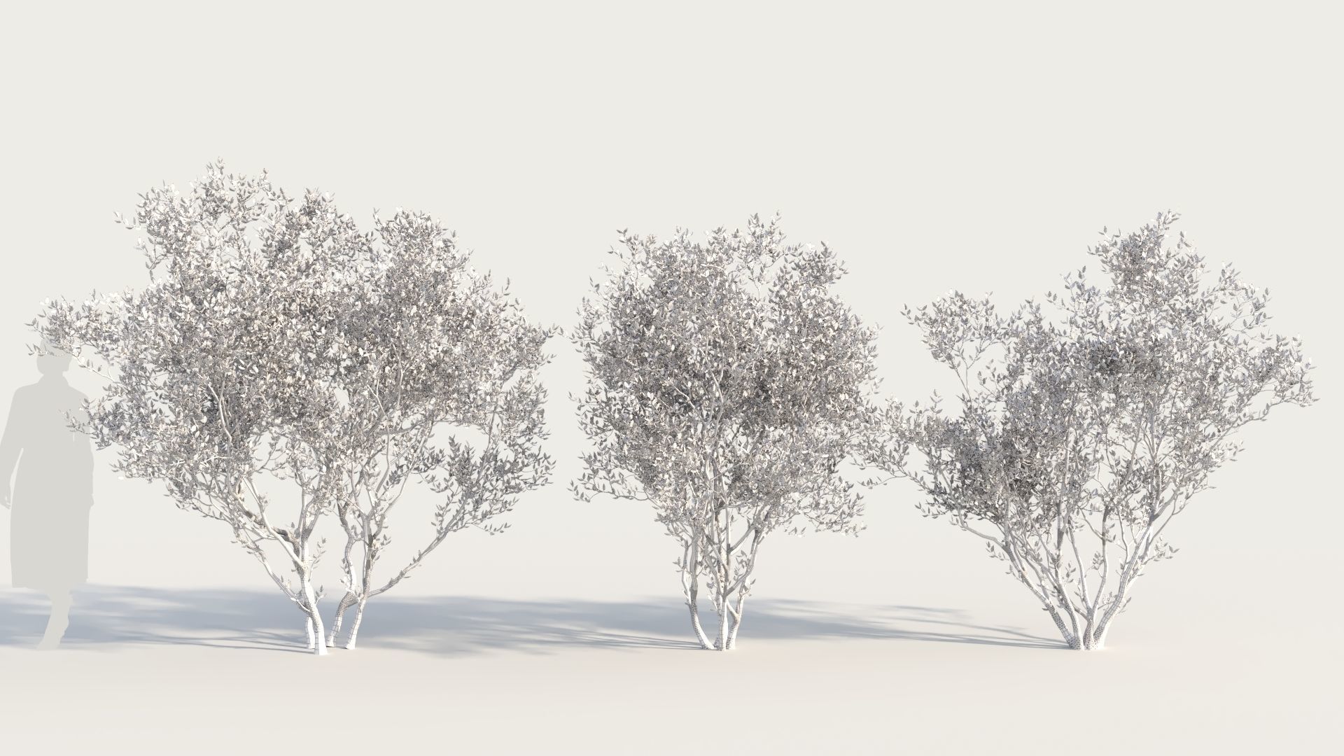 Arctostaphylos Densiflora a 3D model_8