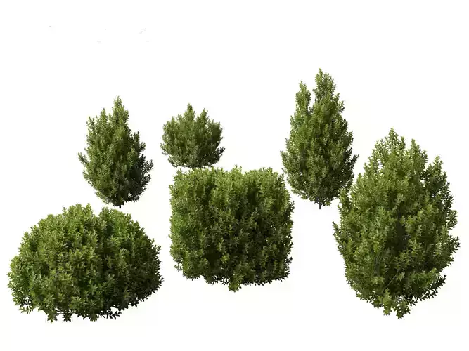 Pittosporum tenuifolium - Tawhiwhi