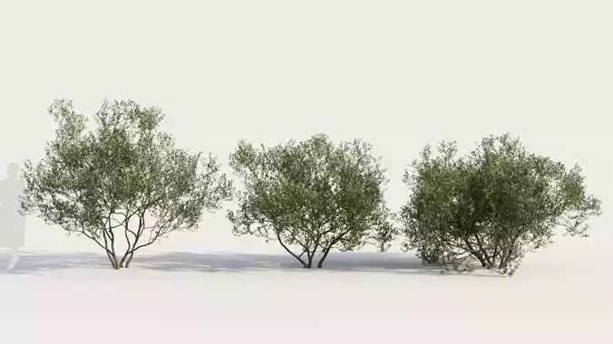 Arctostaphylos Densiflora b