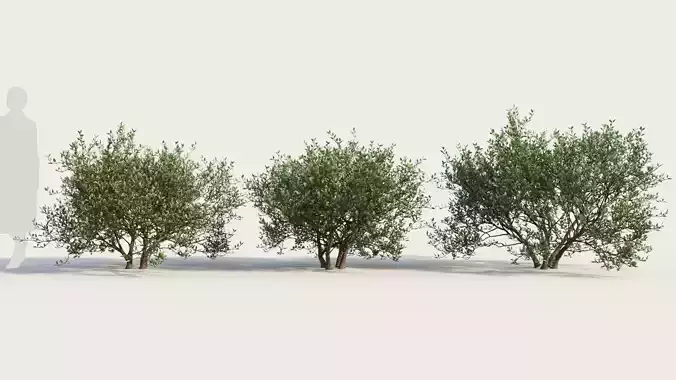 Arctostaphylos Densiflora c 3D model