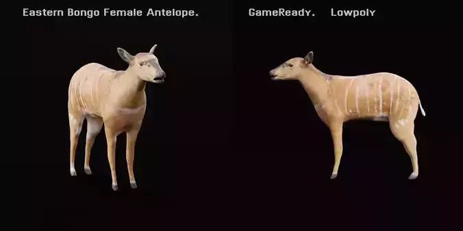 Eastern Bongo Female Antelope  Low-poly 3D model