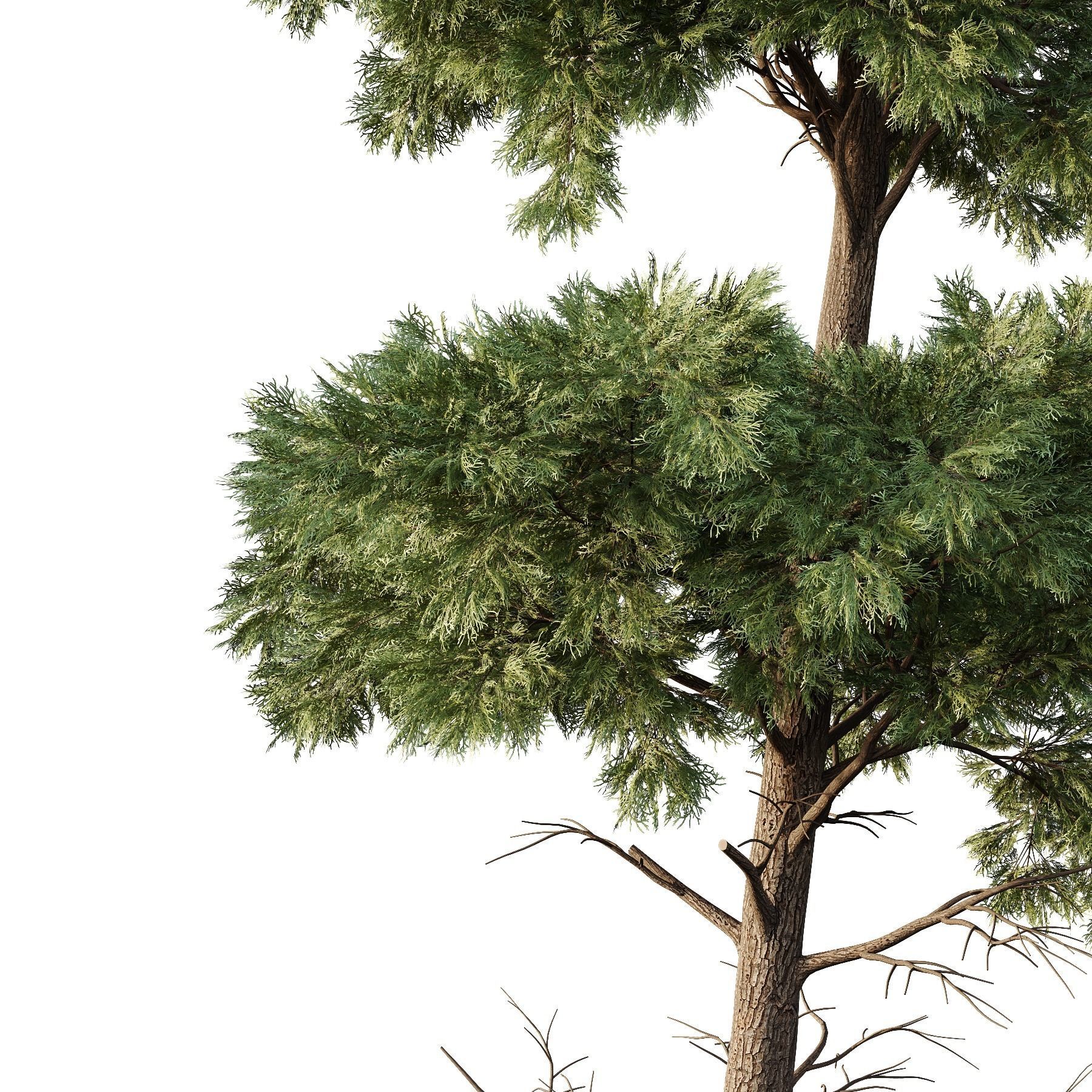 Chamaecyparis thyoides Tree02 3D model_1