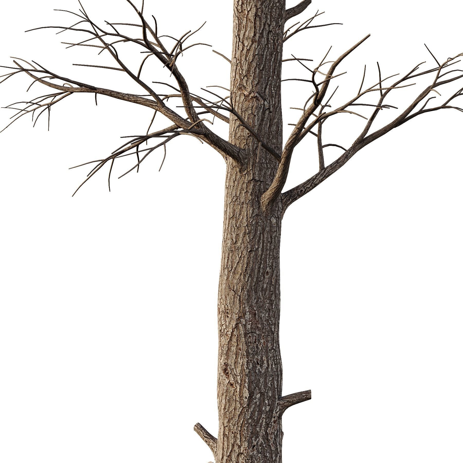 Chamaecyparis thyoides Tree02 3D model_2