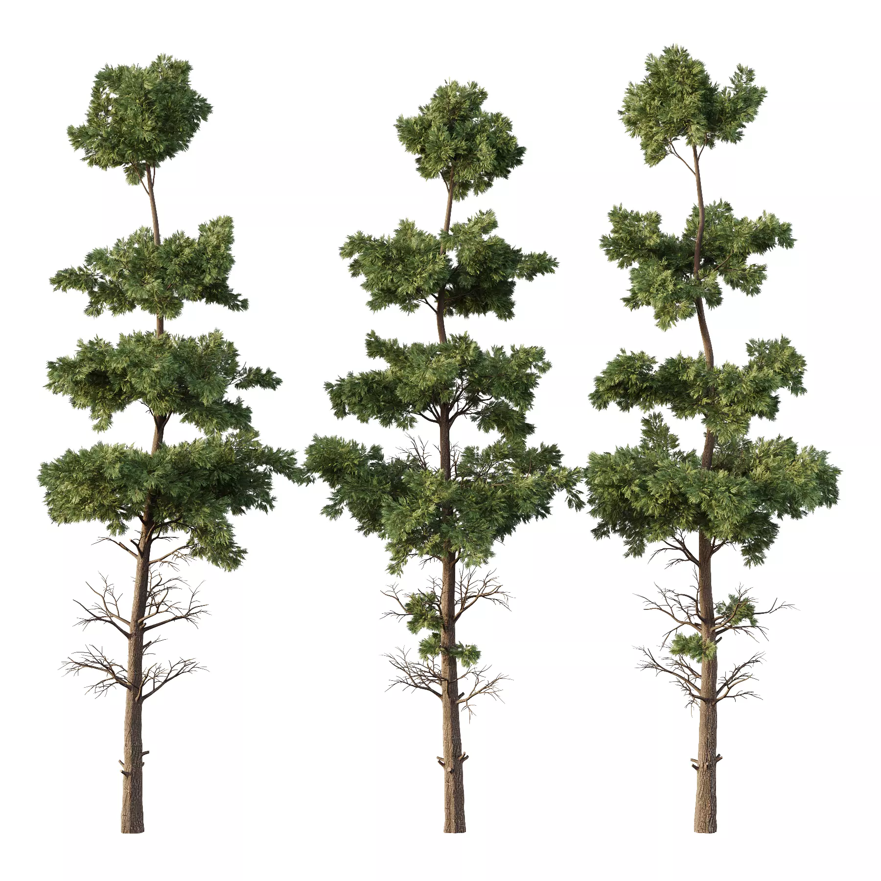 Chamaecyparis thyoides Tree02 3D model_0
