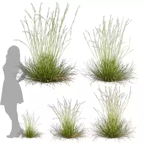 Collection plant vol 557 - Hyparrhenia - Filipendula - grass